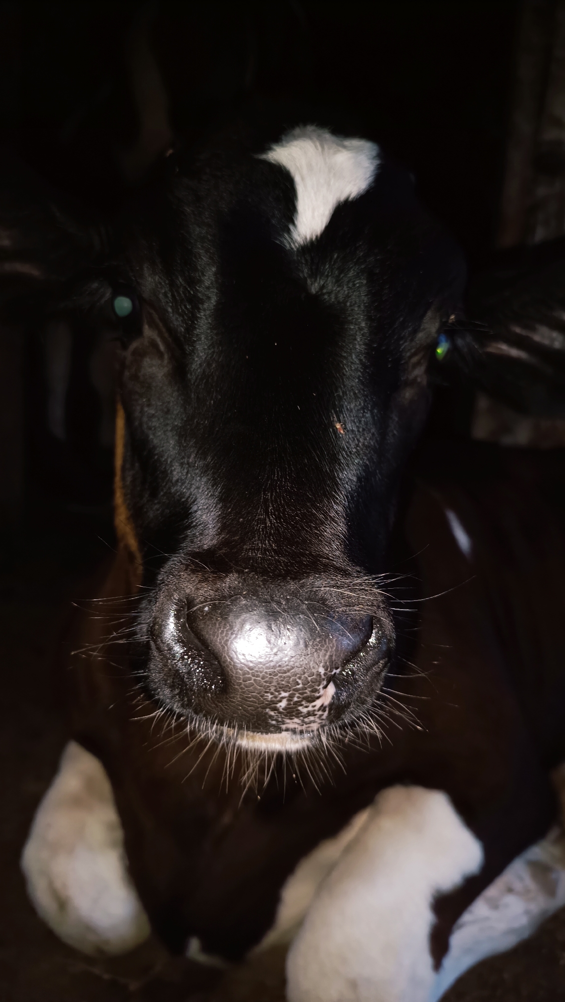 The image is a close-up, low-light vertical shot of a young black and white cow lying down. The cow's head is facing directly towards the camera. Its eyes are a striking green color, and its wet, textured nose is prominent and slightly reflective. Long whiskers extend from the muzzle. A white patch of fur is visible on the cow's forehead, between its eyes. The rest of the cow's body, particularly its white legs and chest, is visible in the lower portion of the frame, though less distinctly due to the darkness. The background is dark and indistinct, suggesting an indoor or sheltered environment. There is no information within the image to indicate the location is Karsha, Russia.