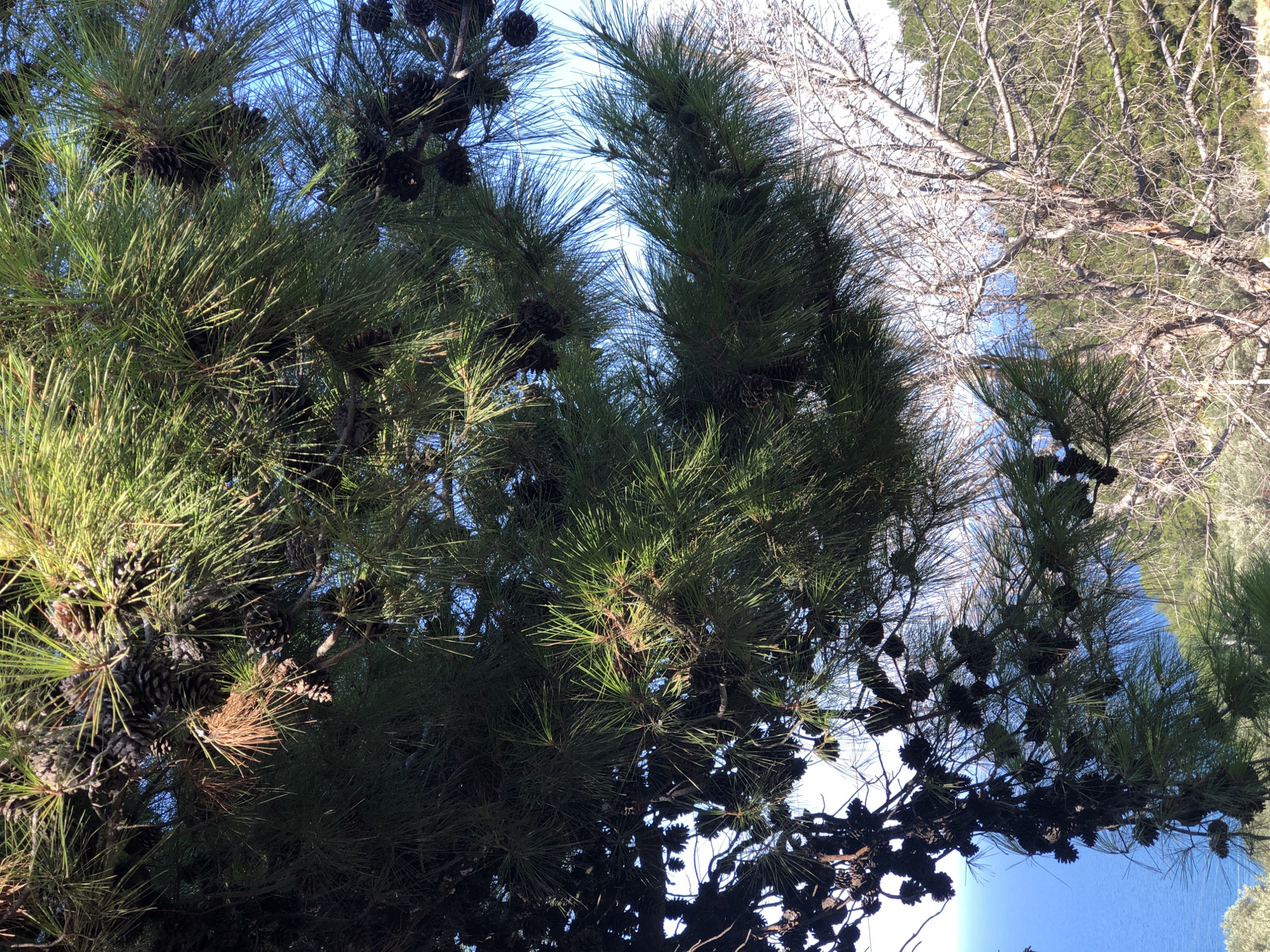 The image shows a close-up view of pine branches laden with numerous pinecones, set against a backdrop of a bright blue sky. The pine needles are a vibrant green, and the pinecones vary in size and color, with some appearing dark brown and mature, while others are lighter. In the background, to the right, is a bare, leafless tree with intricate branching patterns. Further in the distance, the blue expanse of the sea is visible, with a hint of green foliage on a hillside. This scene is located in Karaburun, Turkey, known for its coastal pine forests. There are no people or animals visible in the image.