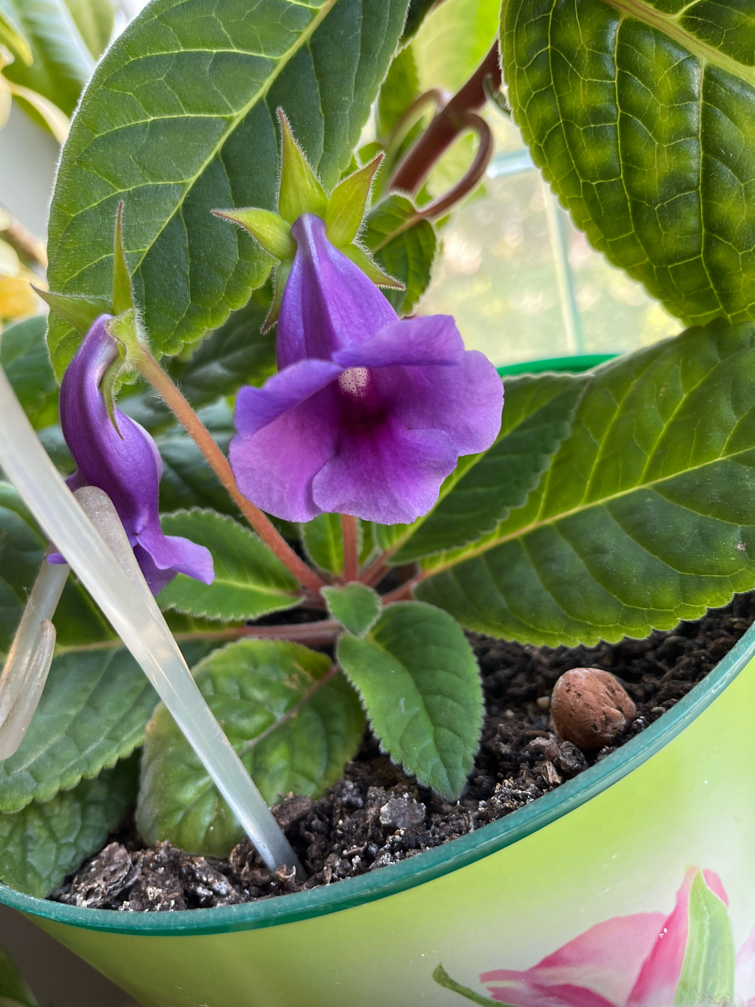 A close-up shot focuses on two purple bell-shaped flowers with visible stamens. The flowers are surrounded by large, green, textured leaves, some of which have serrated edges and fine hairs along their borders. A thin, clear tube emerges from the soil in the foreground, partially obscuring one of the flowers. The plant is potted in a light green planter with a subtle floral design. The soil appears dark and slightly crumbly, with a small, reddish-brown piece of debris, possibly a small stone or a piece of clay, resting on the surface. The background is blurred, suggesting a softly lit indoor environment, possibly near a window with diffused sunlight filtering through. There are no people present, and no specific Moscow landmarks are visible.