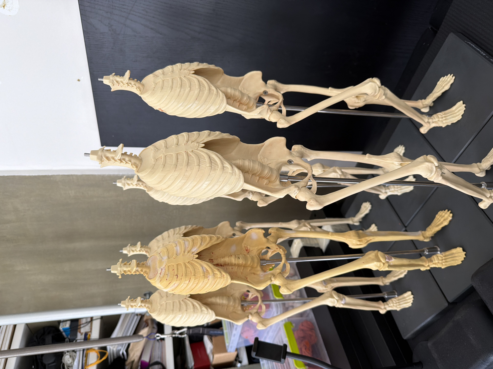 The image shows four articulated human skeleton models mounted on metal rods and black bases. They are arranged in a row. The background varies: the top half is a black and white tabletop or shelf, while the bottom half shows a cluttered space with boxes, containers, and miscellaneous objects, suggesting a storage area or workspace. The skeletons are bone-colored. The location in the city of Belgrade, Serbia is not determinable from the provided image.