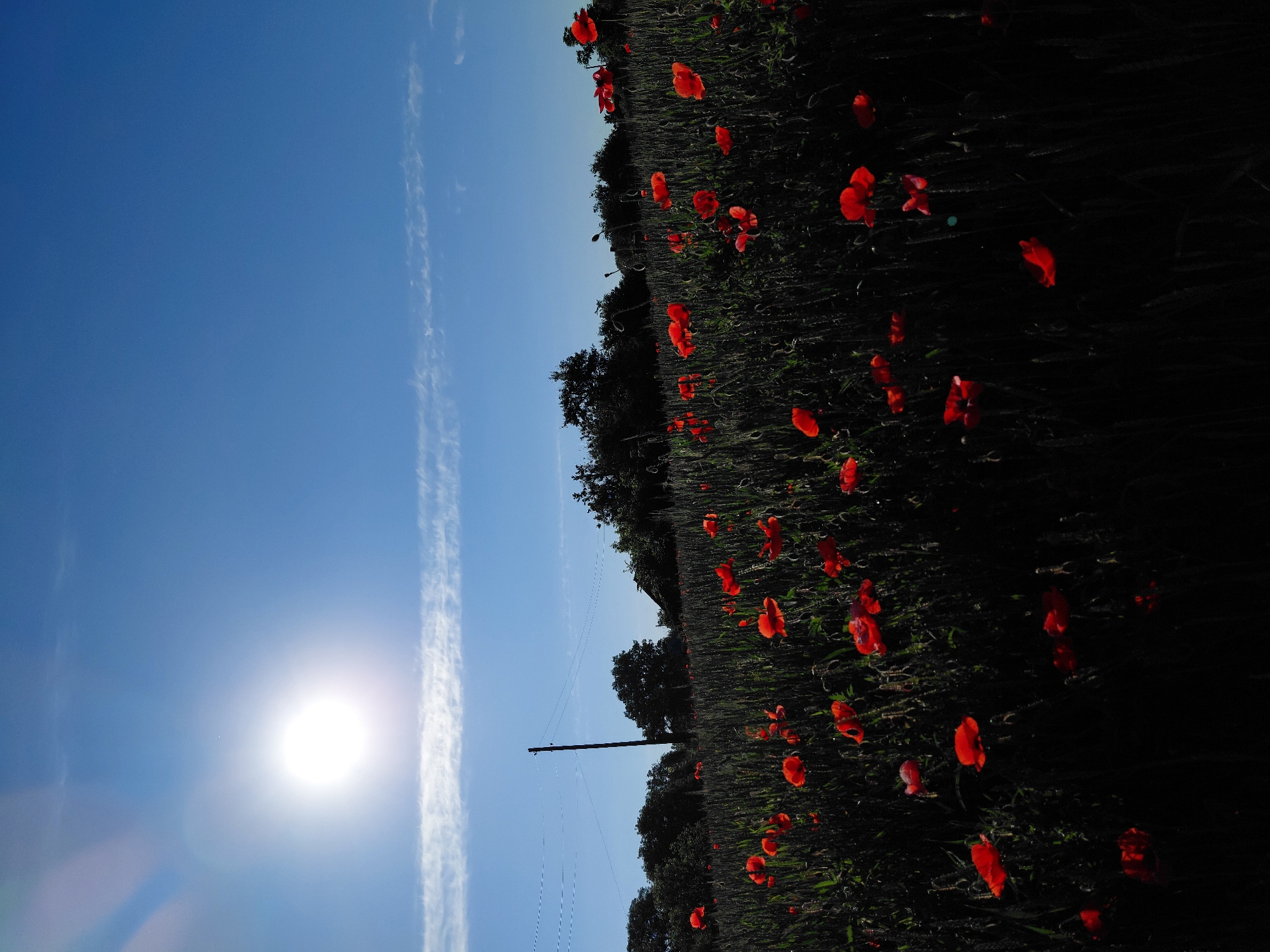 The image displays a vibrant outdoor landscape, located in the city of Unknown, Unknown. The scene is dominated by a clear blue sky in the upper portion, featuring a brilliant, intensely bright white sun positioned in the upper left quadrant. The sun's luminosity creates lens flare effects and a distinct halo. A thin, horizontal band of wispy white clouds stretches across the sky, approximately one-third of the way down from the top, with fainter cloud streaks visible above it.
The lower two-thirds of the image are occupied by a dense field of tall, dark green vegetation, likely grain, which is heavily shadowed and almost silhouetted due to the backlighting from the sun. Scattered throughout this field are numerous bright red poppies, varying in bloom stage and size, providing a strong color contrast against the dark field.
In the middle ground, slightly to the left of the center, a dark utility pole stands vertically. Multiple thin, dark wires extend horizontally from the top of this pole towards the left, appearing somewhat dashed against the bright sky. A line of dark, dense trees forms a silhouetted horizon behind the field and pole. A dark, indistinct structure, possibly a building roof, is faintly visible among the trees on the right side of the background. There are no people present in the scene.