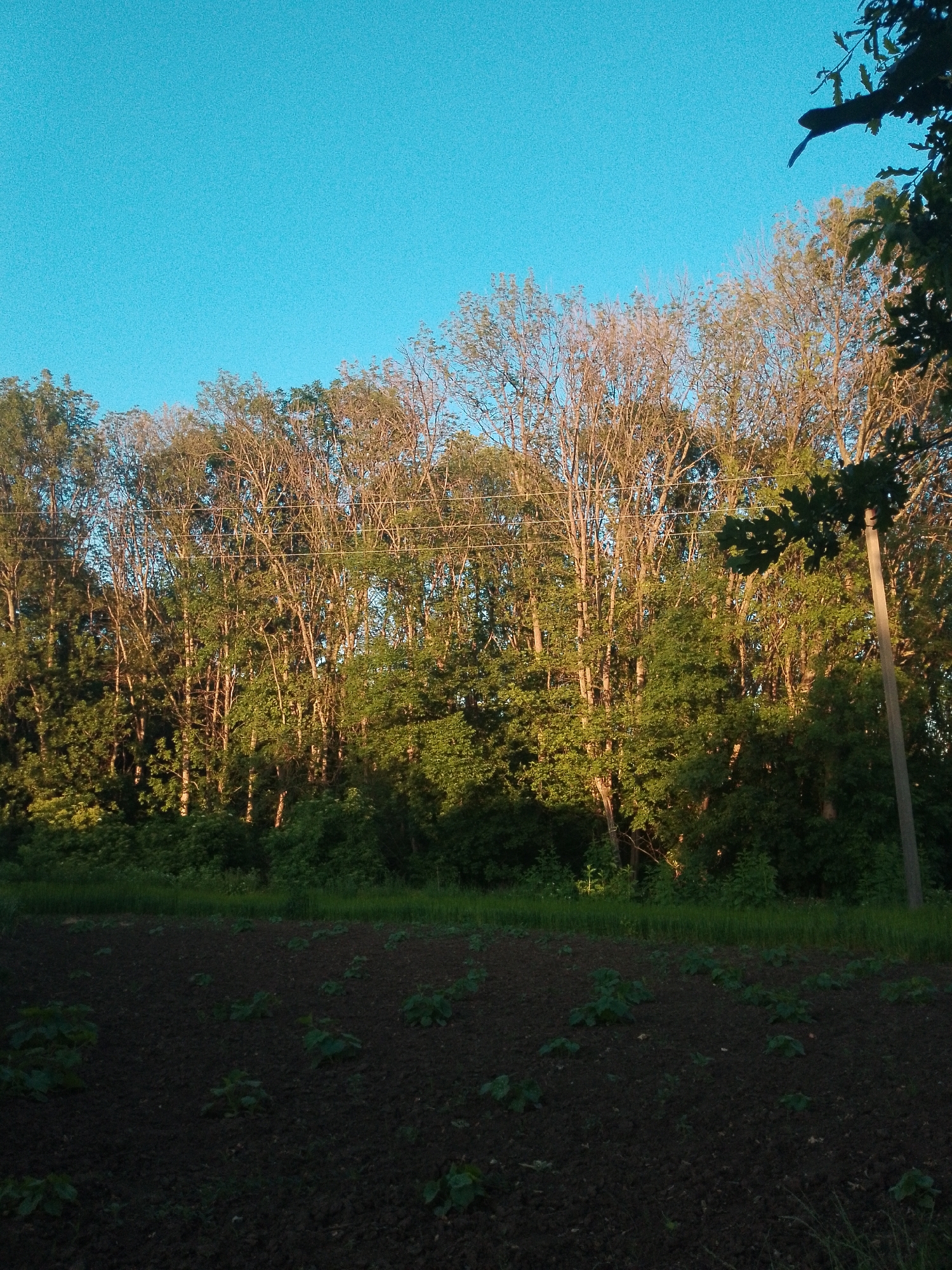 The image depicts an outdoor scene with a clear blue sky and a dense line of trees in the background. In the foreground, a dark soil field is visible, with small green plants sparsely planted across it. A wooden pole stands to the right of the frame, partially silhouetted by the trees. The lighting suggests it is daytime, possibly late afternoon or early morning, with sunlight casting shadows and highlighting the foliage. The overall impression is of a rural or semi-rural environment.