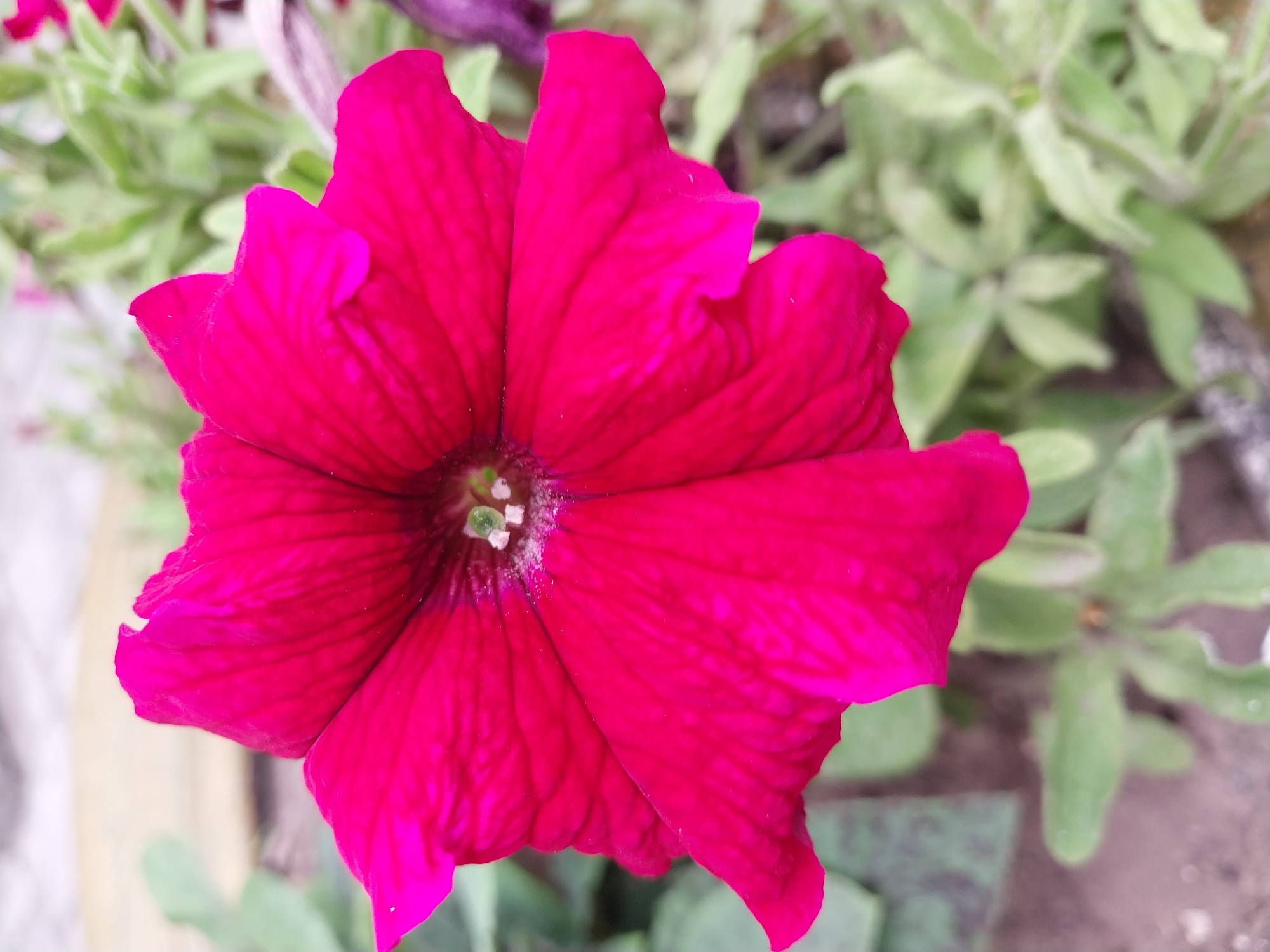 A close-up, vertical, eye-level, outdoor photograph depicts a vibrant pink petunia flower in full bloom. The flower's petals are wide and somewhat ruffled, with delicate veins visible. In the center of the flower, the stamen are lightly dusted with what appears to be pollen. The background is softly blurred, showing green foliage and what might be a paved or earthy surface. The lighting is natural and even, highlighting the flower's rich color. The image was taken on an overcast day. The location is unspecified, but it is a natural outdoor setting.