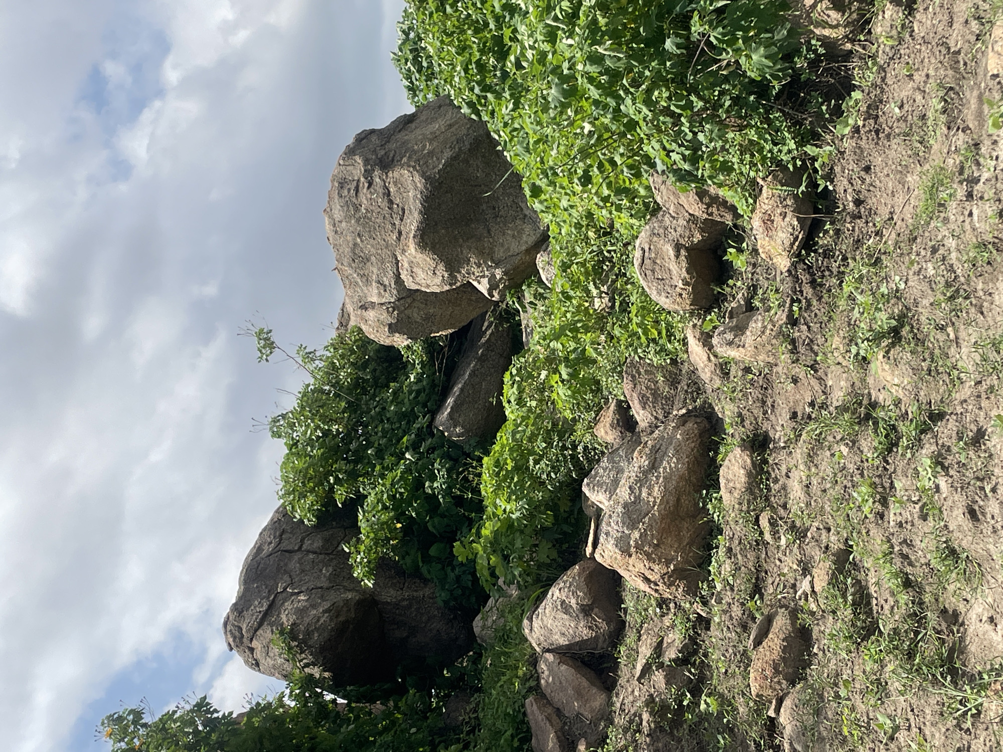 This is a photograph of a rocky, overgrown hillside under a cloudy sky. Large, weathered boulders are scattered across the terrain, some partially obscured by lush green vegetation. The ground is a mix of dirt and smaller stones with sparse, wild grasses growing through it. The overall impression is one of a natural, untamed landscape.