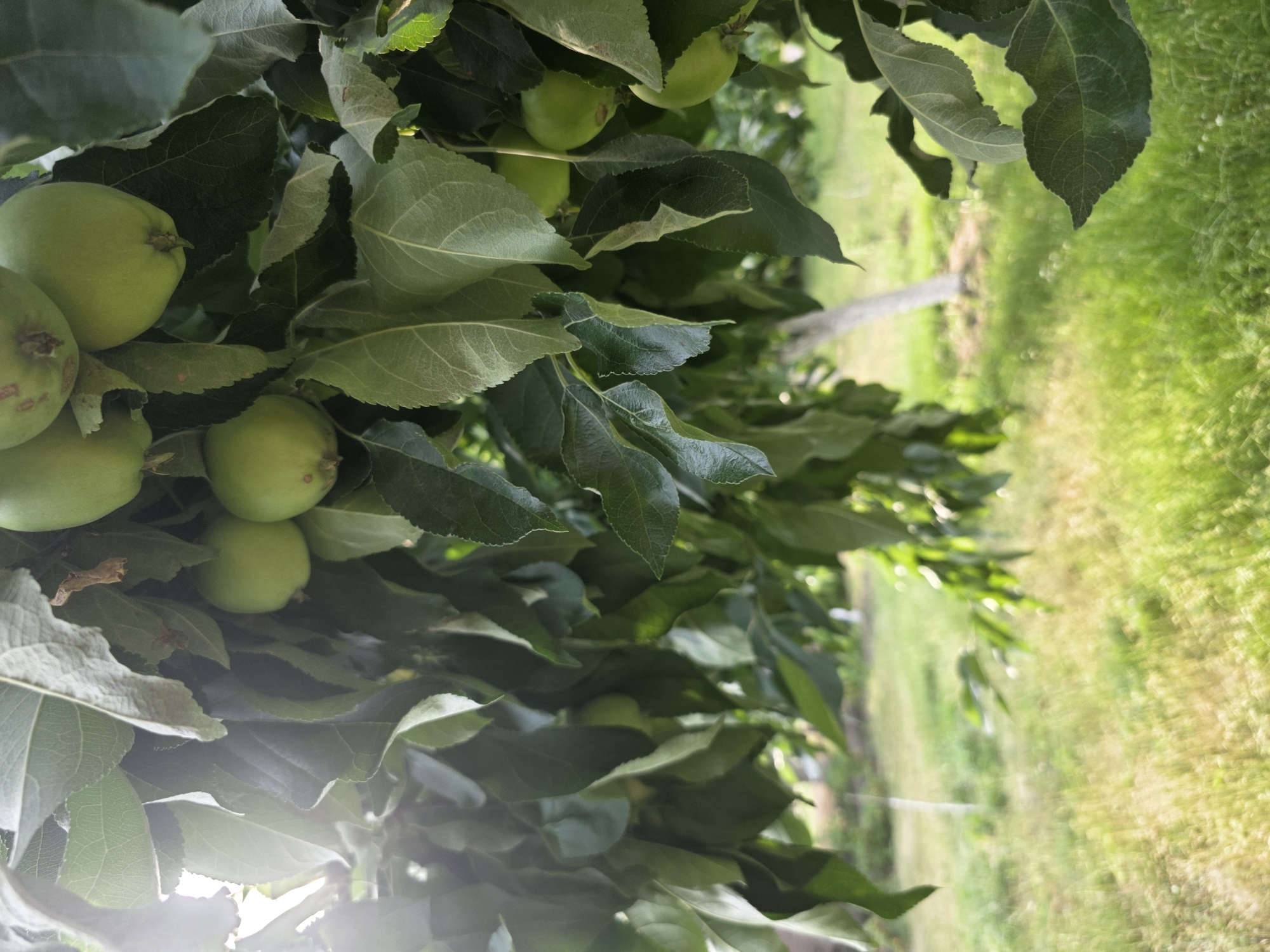 The image displays a close-up view of an apple tree branch laden with small, unripe green apples. The apples are clustered amongst lush green leaves, some of which are showing signs of veining and texture. The foreground is dominated by the foliage and fruit, with the branches casting shadows and a bright light source causing lens flare in the lower left corner.
In the background, a blurred scene of an outdoor setting unfolds. A pathway, possibly made of grass or dirt, runs vertically through the image, bordered by more green. The overall impression is one of an orchard or garden. The lighting suggests it is daytime, likely morning or late afternoon, given the warm glow and sun flare.
The scene is static, focusing on the natural growth of the apple tree. There are no people visible in the image. The location context provided is Pidhorodne, Ukraine, which is consistent with a rural or agricultural setting where apple orchards are common. The image conveys a sense of natural abundance and the early stages of fruit development. No text is visible in the image.