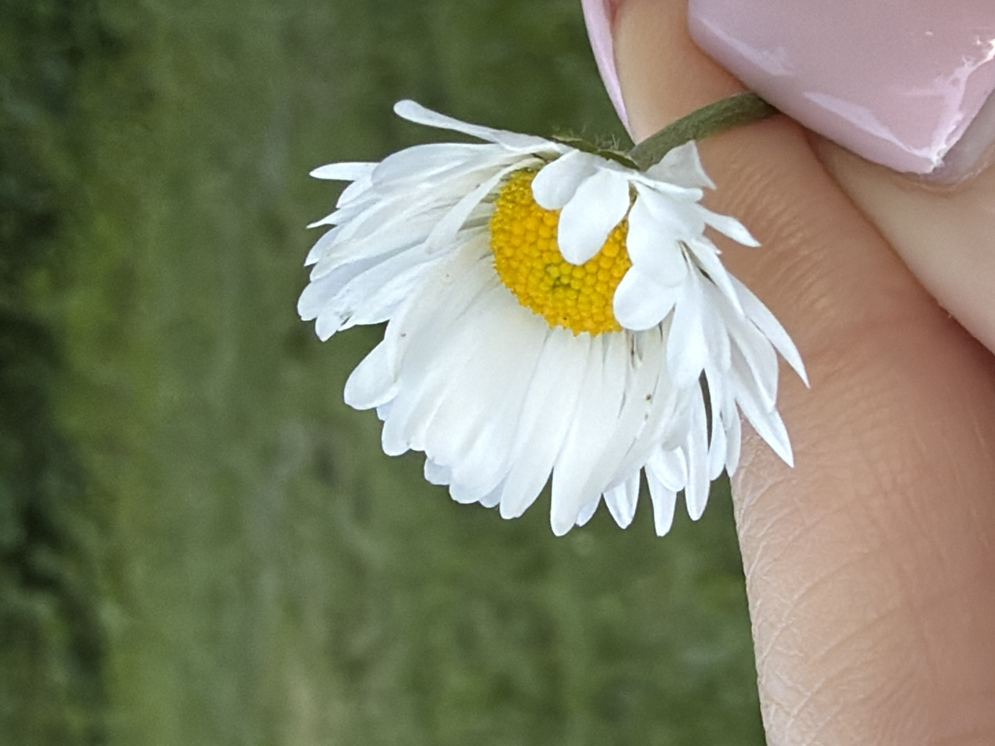 A photograph depicts a white daisy flower, its stem held between a finger and thumbnail painted in a pale pink hue. The flower exhibits a bright yellow center, surrounded by numerous slender white petals. The background consists of blurred green foliage. The scene appears to be outdoors in daylight. Location is Unknown, Unknown.