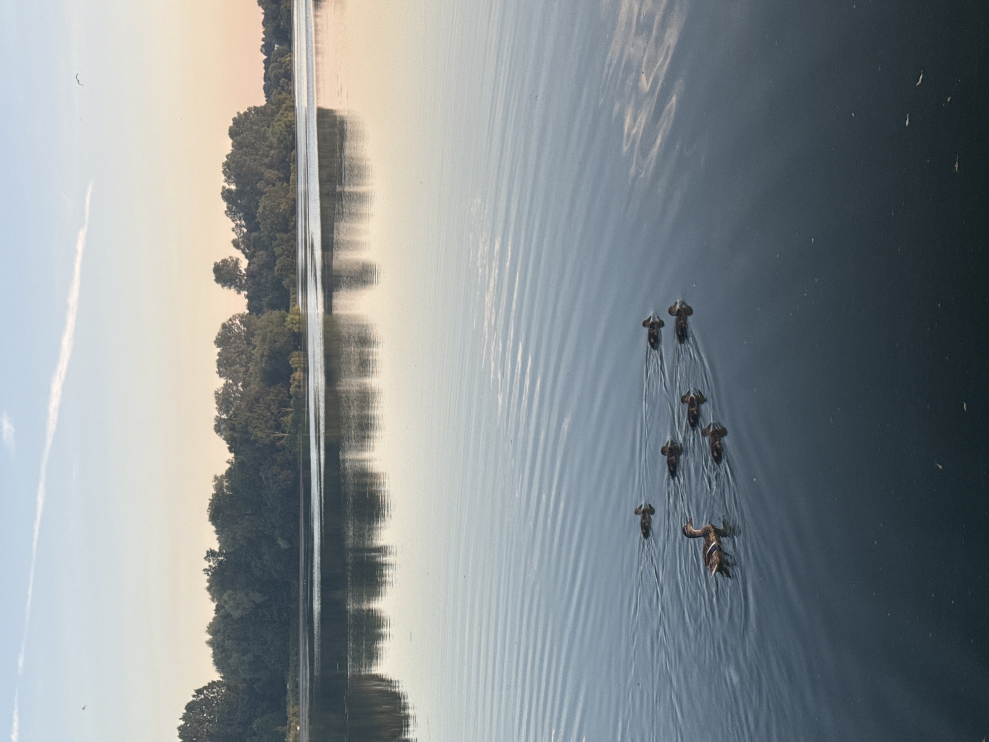 The image depicts a serene lake scene with a flock of ducks swimming in the foreground. The ducks are on a calm body of water, with ripples spreading out from their movement. In the background, a line of trees forms a natural border along the lake, their reflections visible on the water's surface. The sky above is a soft gradient of pale blue and warm peach, suggesting either sunrise or sunset. There are no people visible in the image. The location is identified as a lake in Craigavon, United Kingdom, characterized by its natural beauty and tranquil atmosphere.