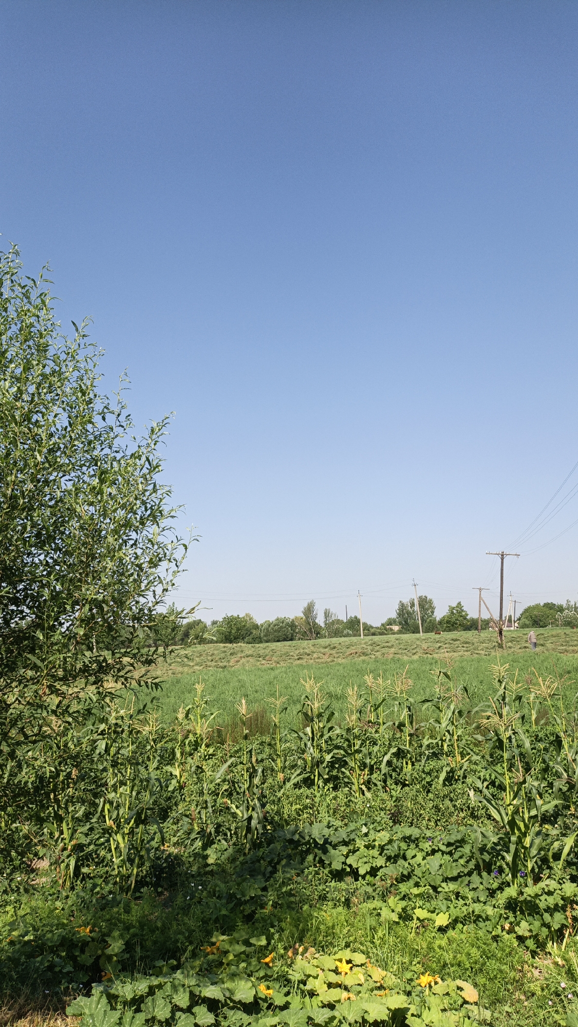 The image depicts a rural scene under a clear blue sky. In the foreground, a large tree with green leaves dominates the left side of the frame. Below the tree, a dense growth of plants includes what appears to be corn stalks and other leafy green vegetation, with yellow flowers visible among them.
In the mid-ground, a field of green crops stretches horizontally across the image. Beyond the field, a line of trees forms a treeline. Several utility poles with power lines are visible in the distance, indicating the presence of infrastructure. A person, seen from a distance, is walking in the field near the utility poles. The overall setting suggests a sunny day in a cultivated rural area. The location is identified as Нуъмон Розиқ, Tajikistan.