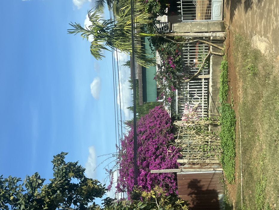 A vibrant scene unfolds with a clear blue sky dotted with fluffy clouds. Lush greenery abounds, featuring a palm tree and various other trees and shrubs. A building with a green roof is partially visible behind a fence. Bougainvillea, bursting with purple blooms, cascades over the fence, adding a splash of color. Power lines cut across the sky, adding a touch of urban infrastructure to the natural landscape.