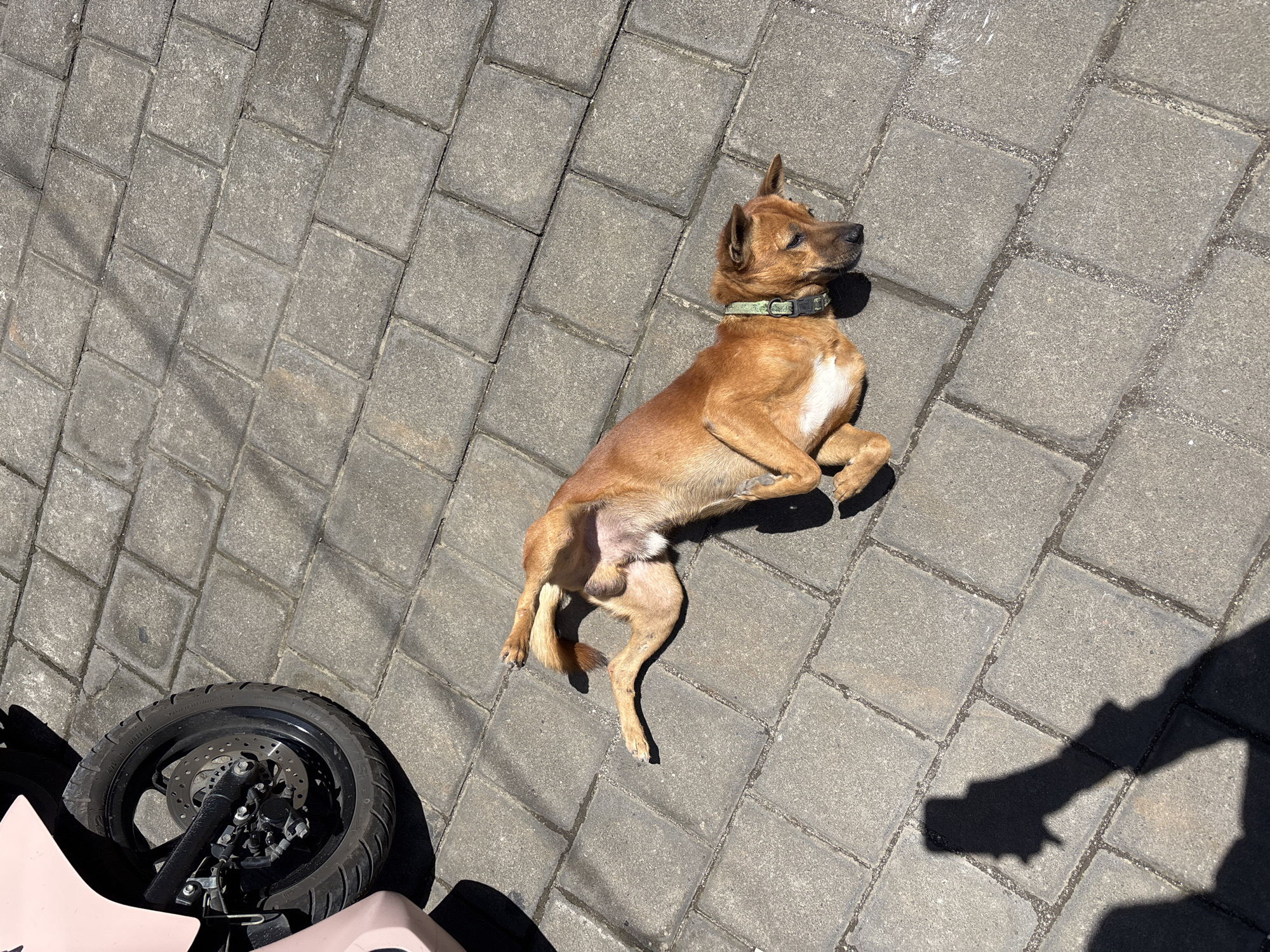 The image captures a relaxed brown dog lying on its back on a sunny paved surface in Kuta Selatan, Indonesia. The dog, which has short fur and a white patch on its chest, wears a light green collar. It is positioned diagonally across the frame, with its head turned to the right, gazing upwards, and its front paws bent towards its body. The strong, defined shadows cast by the dog, a motorcycle, and other unseen objects indicate bright sunshine, likely during midday or early afternoon.
The ground is made of gray, rectangular interlocking paving stones. In the bottom left corner, parts of a light pink or beige motorcycle are visible, specifically the front wheel, a black tire, a disc brake, and suspension components. Text on the tire includes "TUBELESS" and a faint "MICHELIN". Dappled shadows stretch across the upper left section of the paving, while a larger, darker shadow, possibly from a person, occupies the bottom right corner. The dog appears content and comfortable, basking in the sunlight.