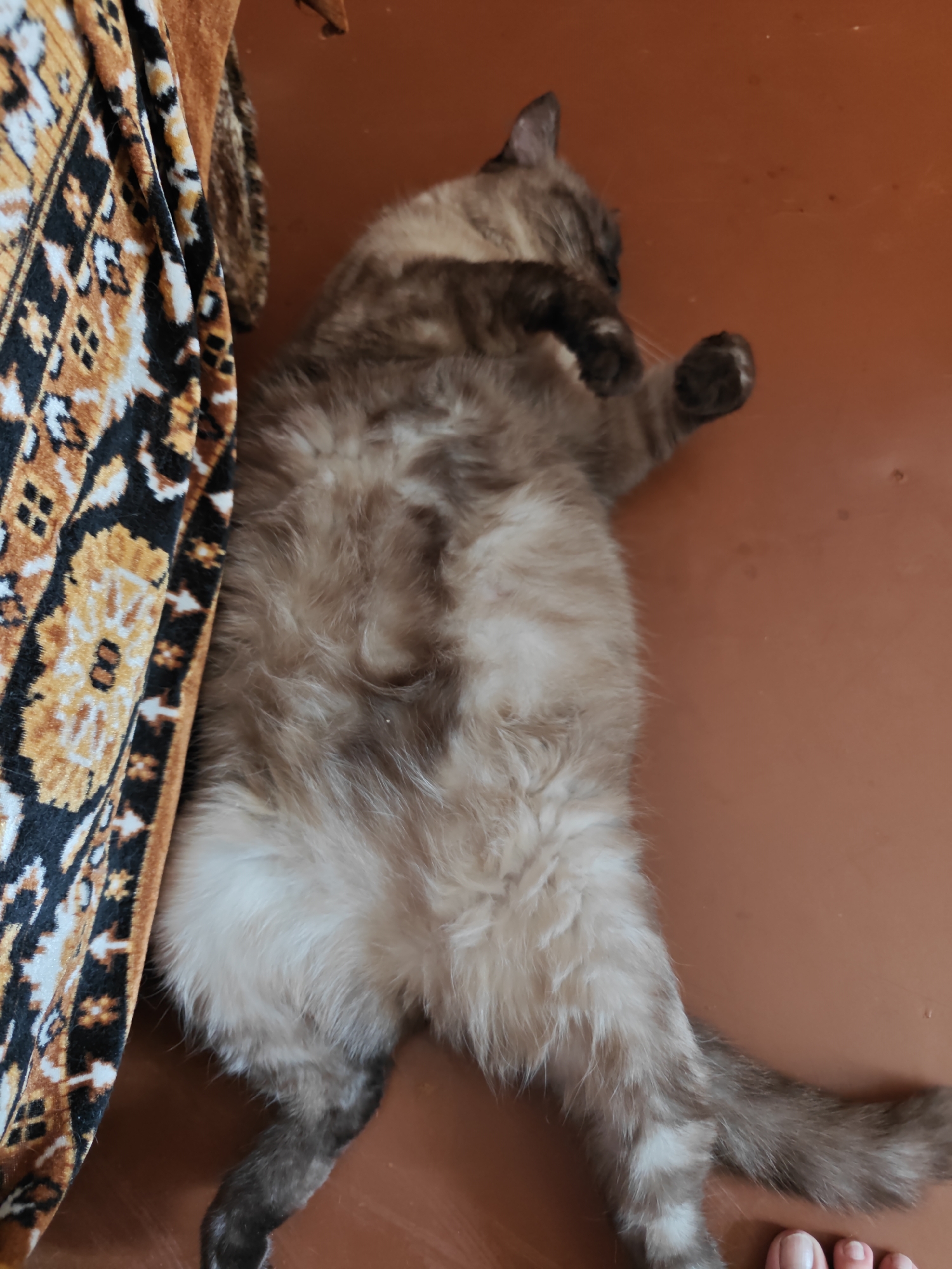 A fluffy, grey and brown cat is lying on its back on a reddish-brown floor next to an orange and black patterned rug. The cat's belly is facing the camera, and its paws are extended. The scene appears to be indoors, likely in a residential setting. No specific location in Rubtsovsk, Russia, is identifiable from the image.