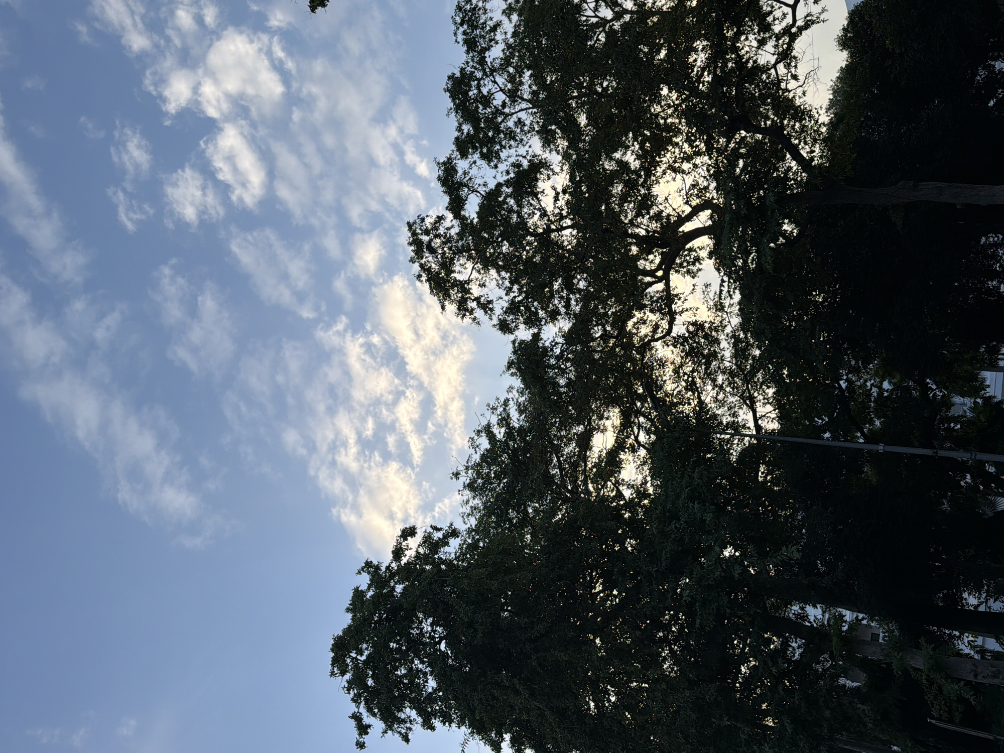 The image depicts a low-angle shot of silhouetted trees against a partially cloudy blue sky. The trees are dense with foliage and appear to be a mix of species. Some branches are visible, and the leaves create a textured canopy. Sunlight filters through the leaves in some areas, creating a dappled effect. The sky is a pale blue with scattered white and wispy clouds, some of which are illuminated by the sun. The overall impression is one of a natural setting within or at the edge of an urban environment, likely captured during daylight hours. No specific landmarks indicating New Delhi, India, are identifiable in the image.