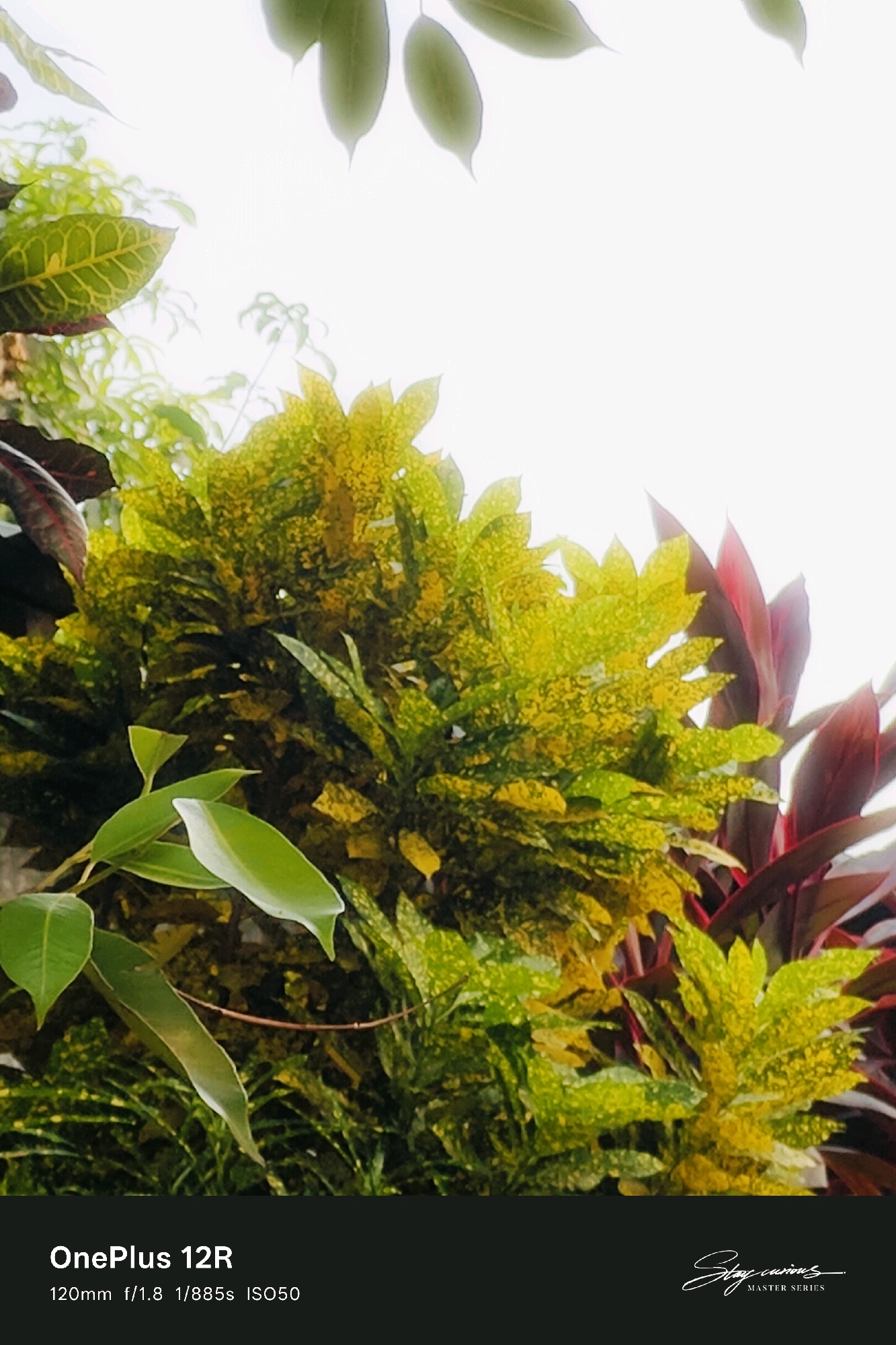 The image is a photograph of a dense arrangement of leafy plants, predominantly featuring varieties with variegated foliage in shades of green and yellow. Some darker, reddish-purple leaves are visible towards the right and upper left edges. The background consists of an out-of-focus, bright white sky. At the bottom of the image, overlaid on a black bar, is text indicating "OnePlus 12R" and camera settings "120mm f/1.8 1/885s ISO50". In the bottom right corner, also on the black bar, is a stylized signature that reads "Stay curious." followed by "MASTER SERIES". The image does not contain any people or specific identifiable landmarks of Pipulbari Pt.IV, India, or any other location. The focus is entirely on the botanical subjects and the photographic metadata.
