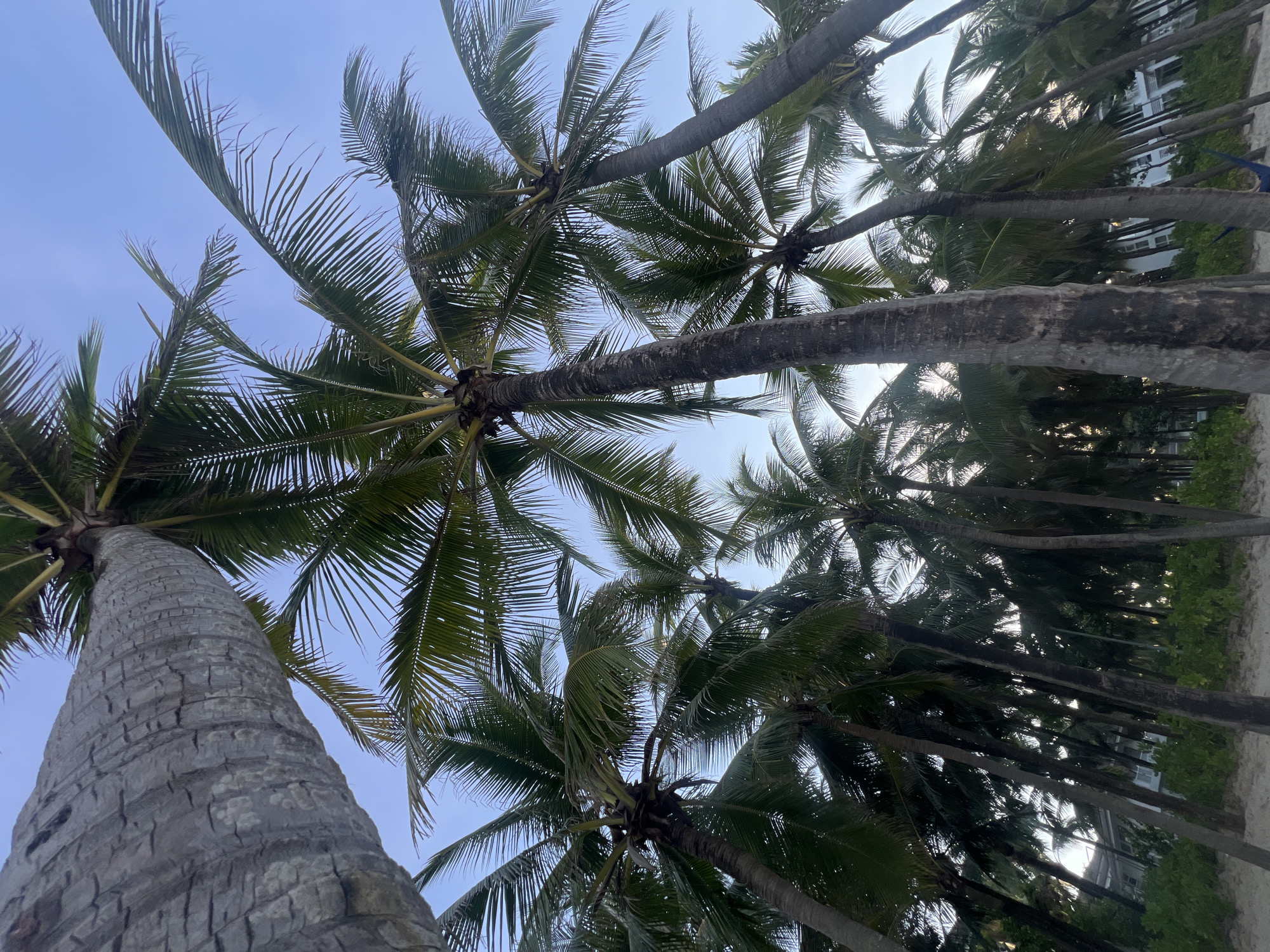 The image shows a low-angle view of a cluster of palm trees against a clear blue sky. The palm trees vary in height and girth, with their fronds extending upwards and outwards. The textured bark of the trees is visible in the foreground and midground. In the background, a building with white walls and dark windows is partially obscured by the trees and lush green foliage. A hammock is visible in the lower right corner of the image. The ground appears to be sandy. This scene is consistent with a coastal area like My Khe Beach in Đà Nẵng, Vietnam, known for its numerous palm trees and beachfront resorts.