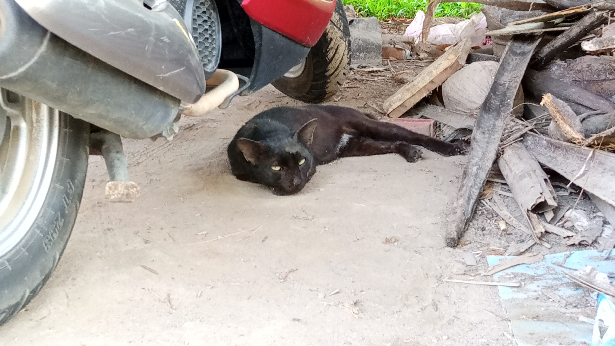 A black cat with yellow eyes rests on the sandy ground next to a motorcycle. The motorcycle has a silver exhaust pipe and a red fender visible. In the background, there is a pile of debris consisting of wood, plastic, and other miscellaneous items. The environment appears to be outdoors, possibly in a rural or less maintained area in Payadua, Indonesia.