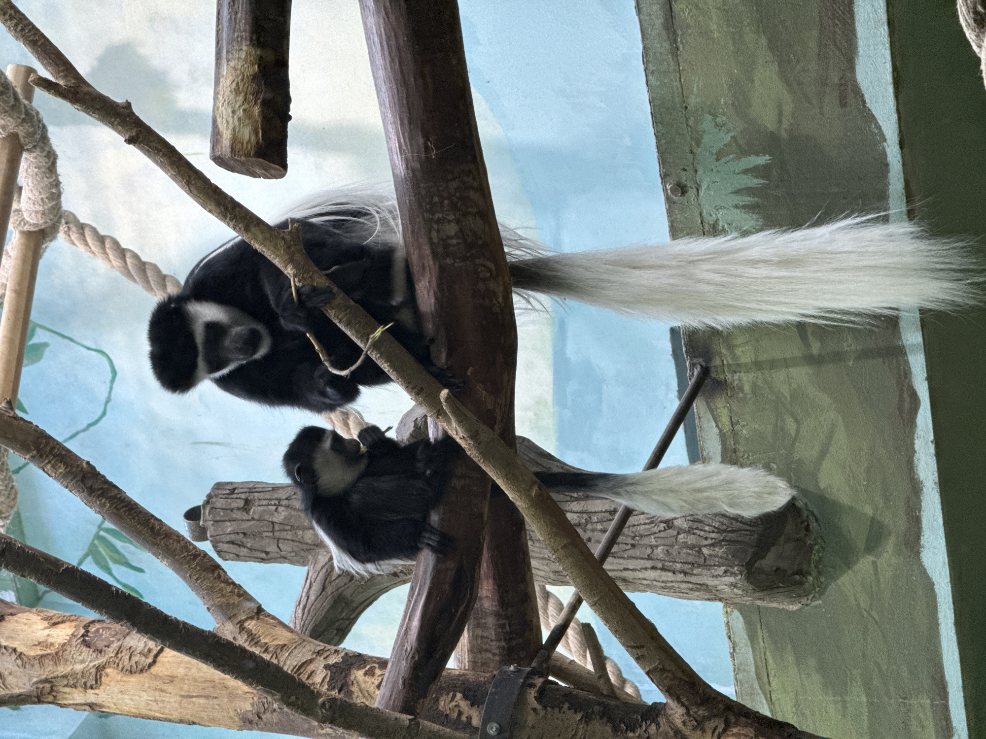 The image shows two black and white Colobus monkeys in an enclosure. The monkeys are positioned among several tree branches. One monkey is above the other, both clinging to the branches. The background consists of a blue-painted wall and a green section with painted foliage. Based on metadata, this photo was taken in the Izhevsk Zoo in Izhevsk, Russia.
