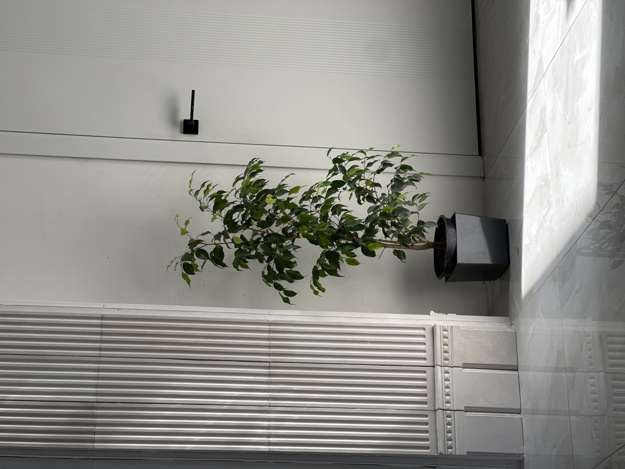 A plant is in a dark gray planter in a room that has a white ridged wall and a white tile wall.