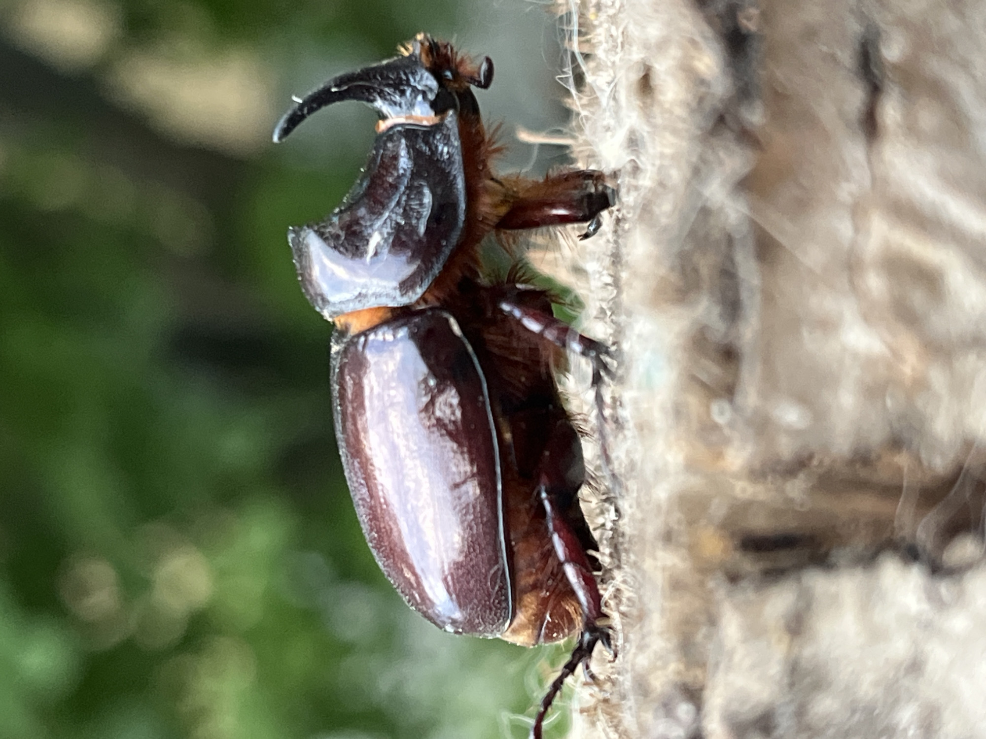 This is a close-up, eye-level, outdoor photograph of a rhinoceros beetle positioned on a rough, textured surface, possibly wood or bark. The beetle is a dark, iridescent brown, with prominent horns on its head. Its body is segmented, and its legs are visible, appearing hairy. The background is a blur of green and lighter, bokeh-like circles, suggesting foliage and natural light. There are no people or man-made structures visible. The photograph does not provide any specific geographical information to pinpoint a location within Krasnyye Barrikady, Russia.
