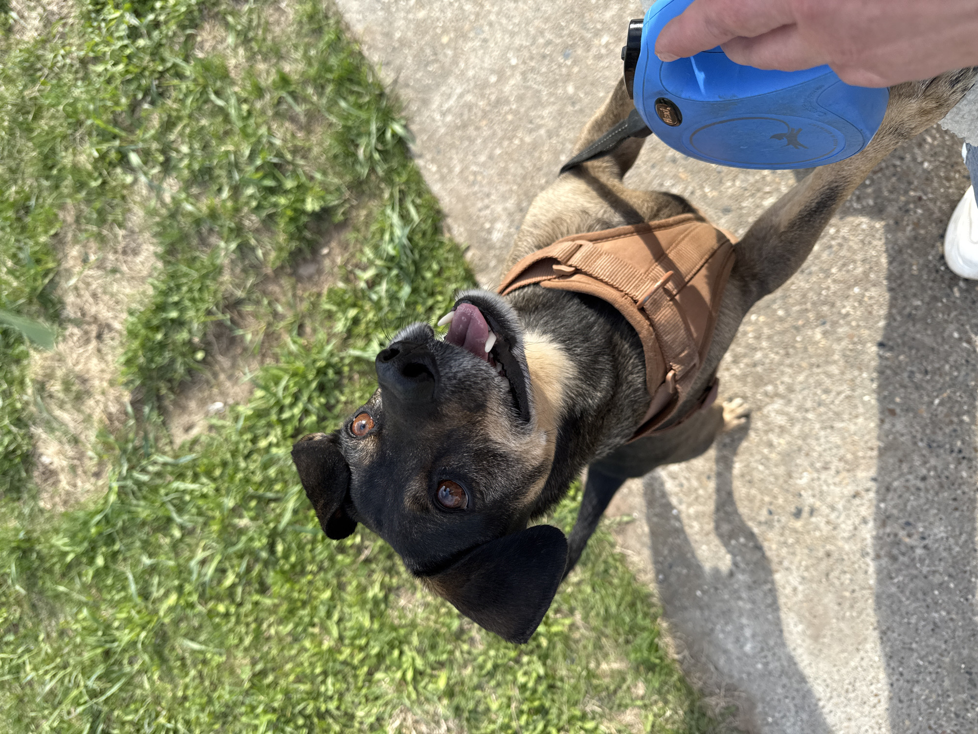 A dog wearing a brown harness stands on a sidewalk next to grass. The dog looks up with its mouth open. A person's hand holds a blue retractable leash attached to the harness. The location cannot be determined from the image.