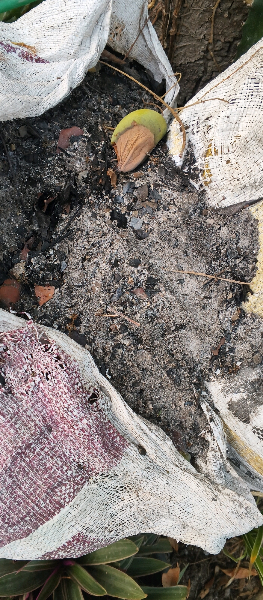 The image depicts a close-up, overhead view of ashes and debris, with a single partially desiccated mango fruit lying amongst the remnants. The scene is partially obscured by portions of what appear to be torn woven bags. One bag, in the foreground, exhibits a red and white checkered pattern with visible damage. Another, to the upper left, is mostly white with a rough texture. The environment appears to be outdoors, with hints of soil and greenery at the bottom of the frame. The overall impression is one of refuse or the aftermath of a fire. The location is identified as Bogor, Indonesia.