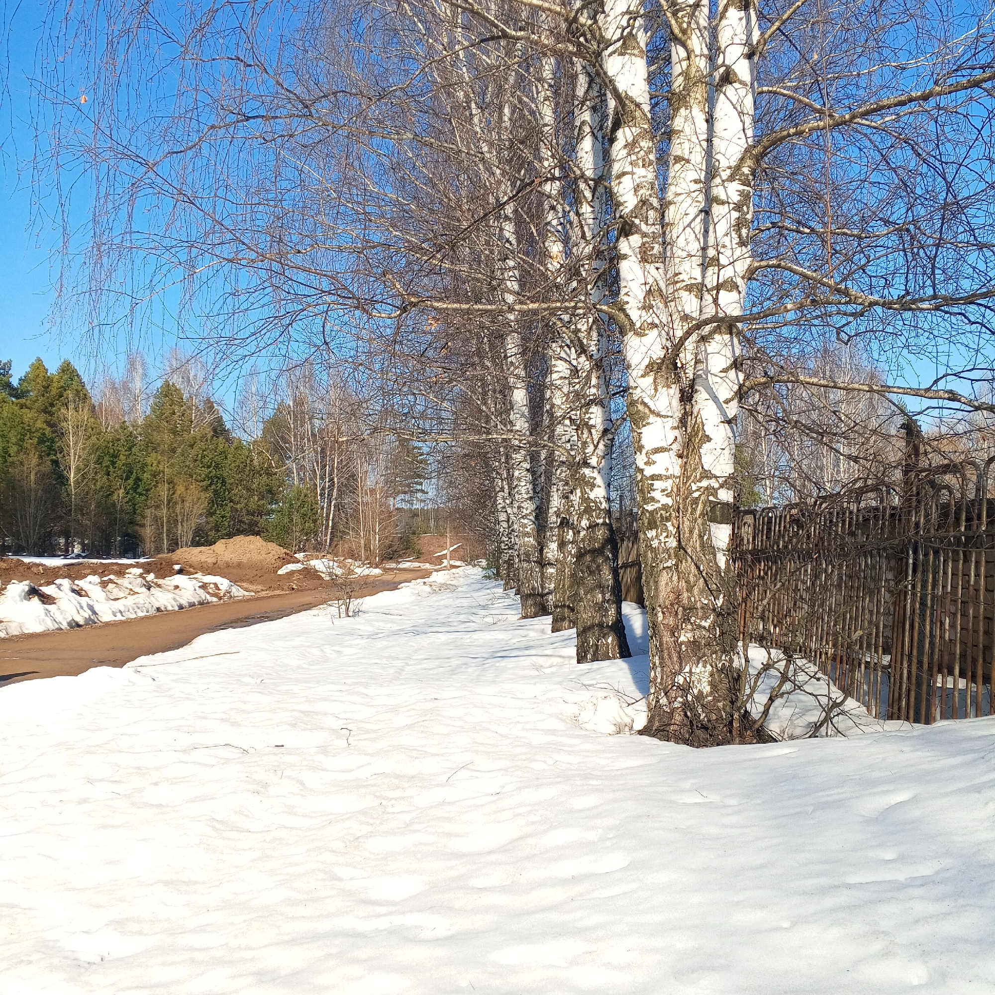 The image shows a winter landscape in what appears to be a rural or suburban area near Chaikovsky, Russia. A row of birch trees with distinctive white bark and bare branches lines the right side of a snow-covered path. An old wooden fence is partially visible amongst the trees. To the left of the path, there's a dirt road leading towards a forested area. A pile of soil or earthwork is visible beside the road. The sky is clear and blue, indicating a sunny day. The scene suggests late winter or early spring due to the presence of snow and the bareness of the trees. No people or animals are visible in the image.