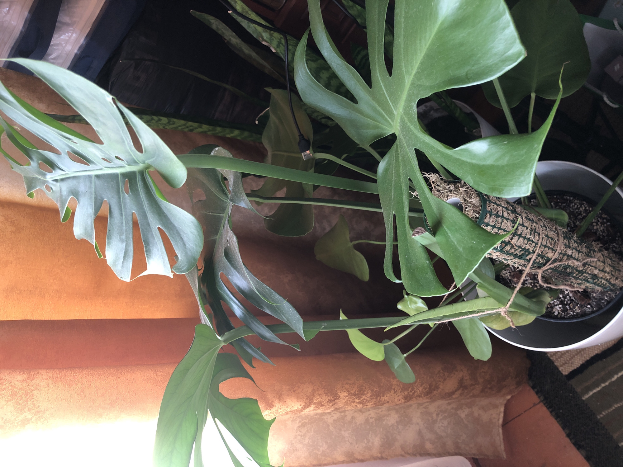 This is a close-up, eye-level, outdoor photograph of a Monstera plant, also known as a Swiss cheese plant, in a white pot. The plant has large, green, fenestrated leaves and a moss pole for support. The background consists of an orange curtain and other houseplants. The lighting suggests it is daytime, possibly near a window. The scene does not provide any specific indicators of its location in Radomyshl, Ukraine, or any other city. There are no people, actions, or interactions visible.