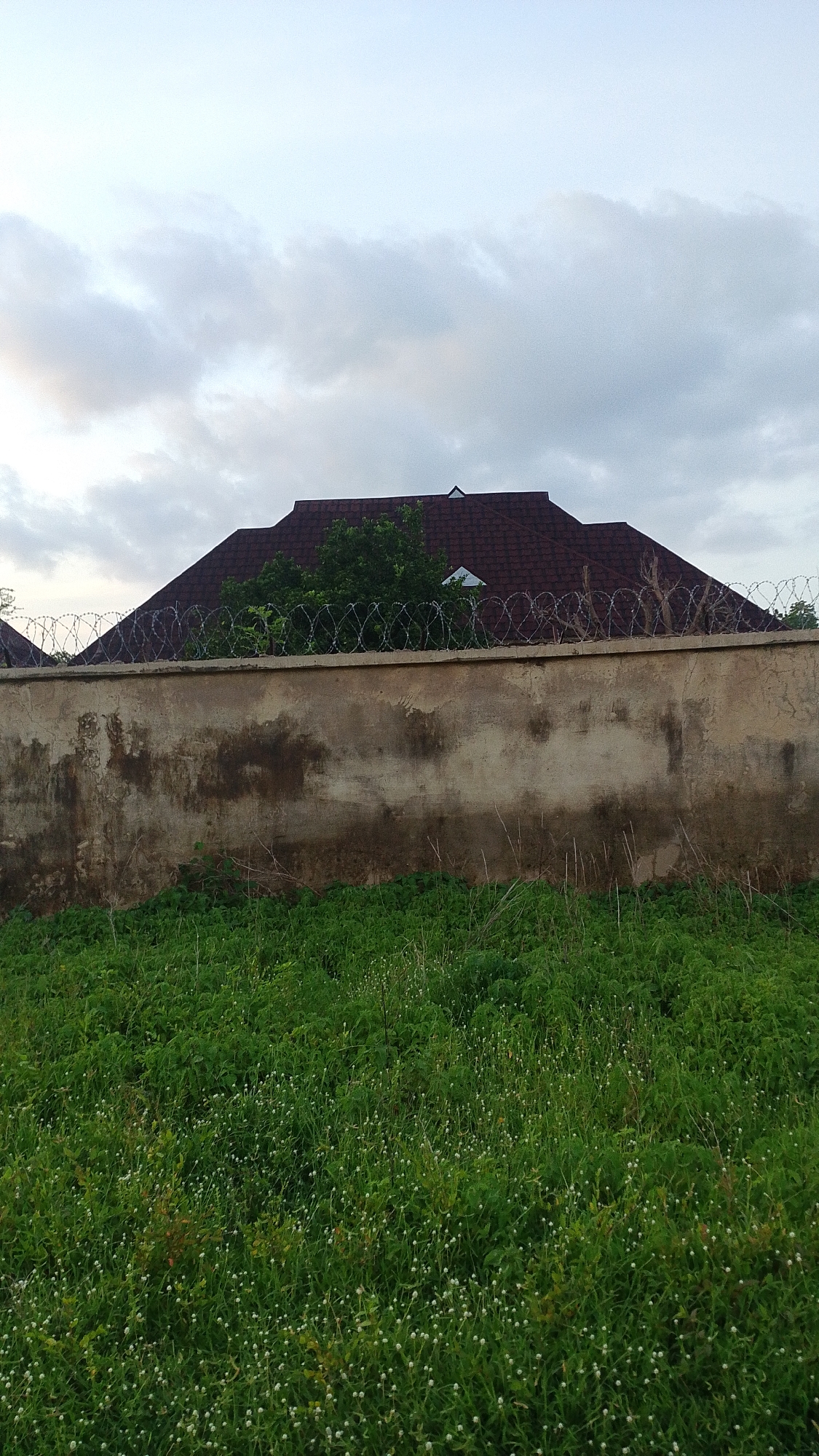 The image depicts an outdoor scene in Donga, Nigeria, likely during the late afternoon or early evening given the soft, diffused light and the overcast sky. The foreground is dominated by a dense field of green grass interspersed with numerous small, white, spherical flowers. The grass is tall and somewhat unkempt, creating a lush, wild appearance.
Behind the grassy area, a weathered concrete wall stretches horizontally across the frame. The wall exhibits signs of age and exposure to the elements, with patches of discolored, darker stains, possibly from water runoff or dirt accumulation.
Along the top of the wall, a coiled barbed wire fence is visible, serving as a security measure. Above the wall and fence, the roofline of a house is discernible. The roof is covered in dark, reddish-brown shingles and features a steep pitch. A few trees with dense green foliage are visible behind the fence, partially obscuring the house. A small triangular window is visible on the house's roof.
The sky above is filled with thick, gray clouds, indicating overcast weather, possibly with a hint of rain approaching or having recently passed. There are no people or animals visible in the frame, and no text is present. The overall impression is one of a semi-rural or suburban residential area, with a focus on the natural elements of the landscape and the man-made structures.