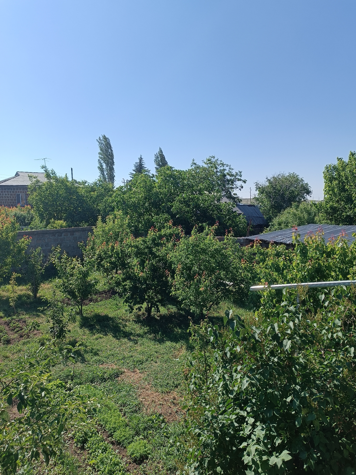 The image shows a sunny outdoor scene in what appears to be a rural or suburban area, with abundant greenery. A clear, light blue sky dominates the upper portion of the frame. In the middle ground, a low, rough stone wall runs horizontally, dividing a garden area. Beyond the wall, several trees with dense green foliage are visible, some bearing red or reddish-brown leaves. Two structures with corrugated metal roofs are also present, nestled among the trees. The foreground is filled with lush vegetation, including smaller trees and bushes. The overall impression is of a well-maintained, verdant garden or yard. No people are visible in the image. The location is specified as Unknown, Unknown.