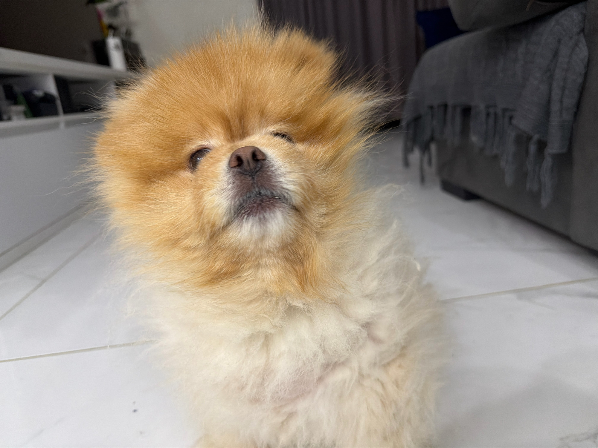 A pomeranian dog with fluffy, light brown and white fur is looking up at the camera. The dog is positioned on a white tiled floor. In the background, there is a gray couch with a dark gray blanket draped over it, and a blurred bookshelf with various items on it. The scene appears to be indoors, likely in a residential setting in Tbilisi, Georgia.