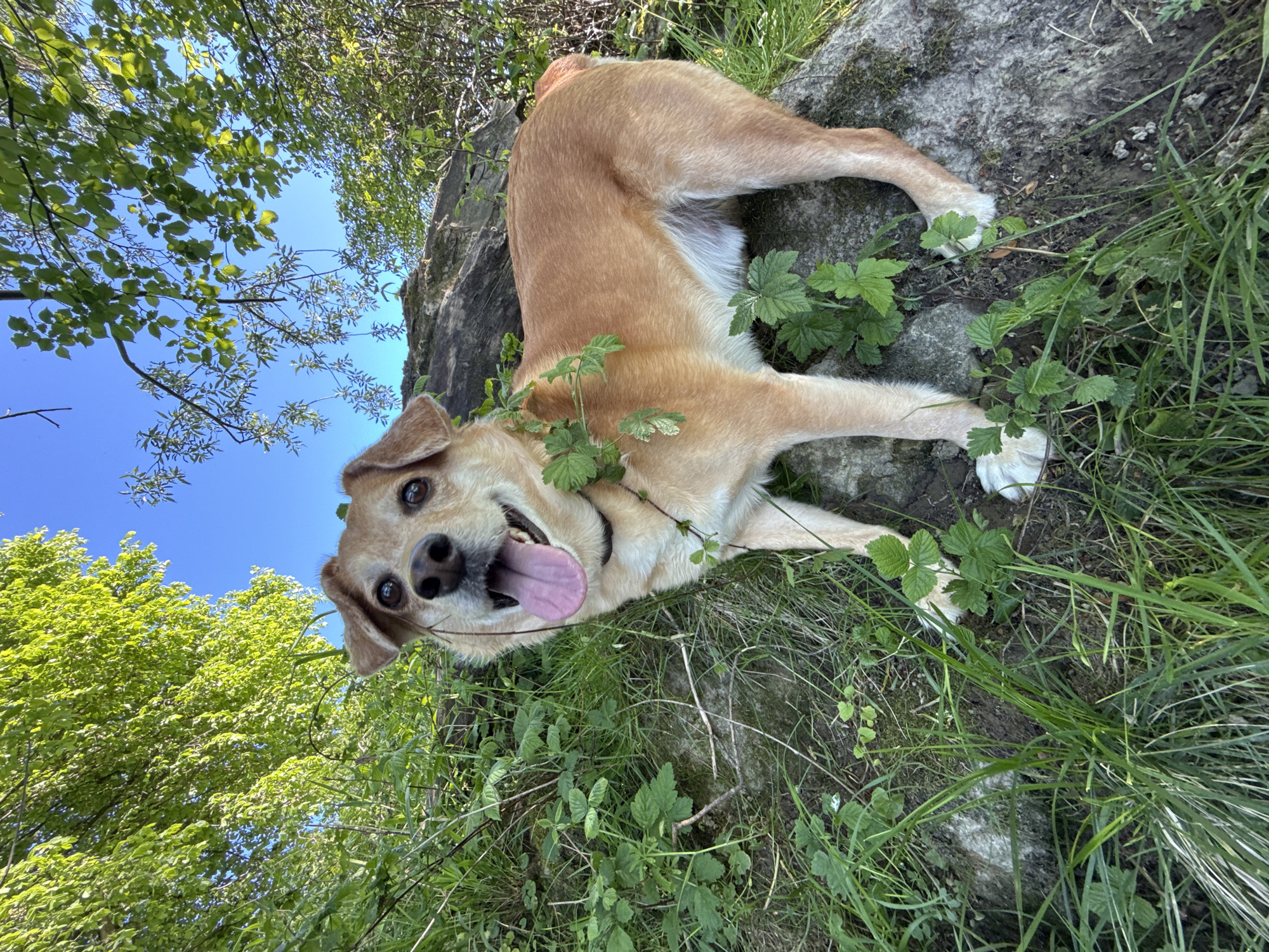 An upward-facing shot captures a light-brown and white dog lying on its back outdoors, surrounded by nature. The dog, with floppy ears and bright eyes, looks directly into the camera with an open mouth, its tongue lolling out, conveying a sense of joy and playfulness. Its belly and paws are white, contrasting with its golden-brown fur.
The dog is resting on a patch of ground covered with green grass, small leafy plants, and visible rocks and dirt. Lush green foliage, including tree branches and leaves, frames the scene, with some smaller plants growing around and on the dog. Above the dog, a clear, bright blue sky is prominent, partially obscured by the vibrant green canopy of trees, indicating a sunny day. The lighting suggests it is daytime, likely during the warmer months, given the full leaves on the trees. The overall setting is a natural, outdoor environment, possibly a park or forest trail in the City of Zagreb, Croatia. There is no visible text in the image.