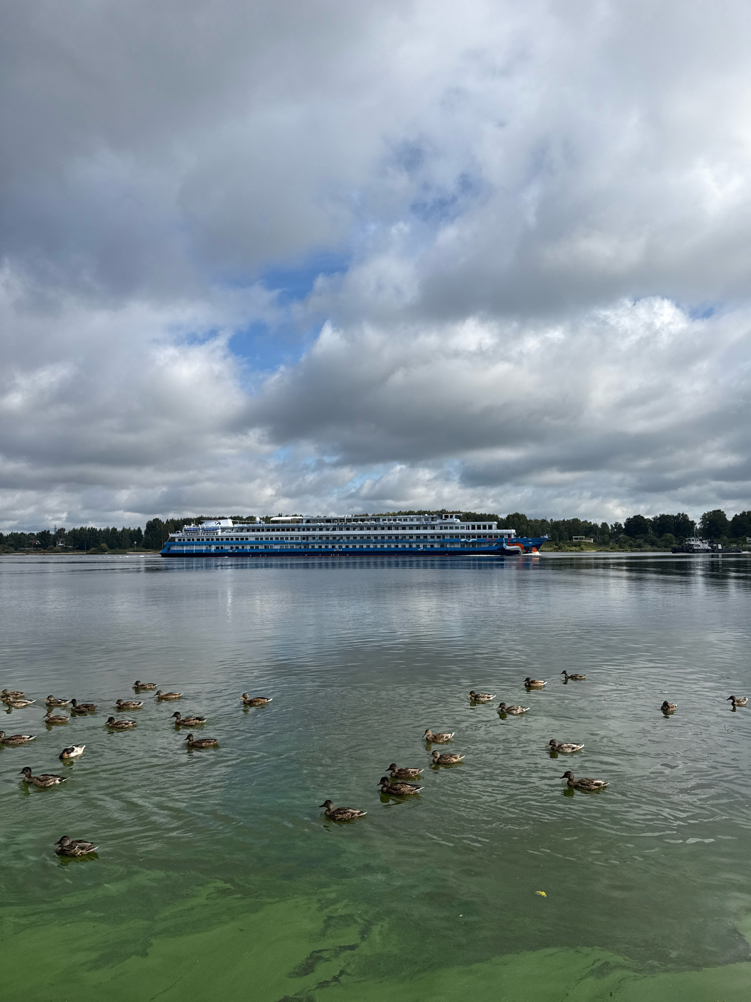 In Rusanovo, Russia, a large, multi-deck cruise ship with a blue and white exterior travels along a wide, calm river under a cloudy sky. The water's surface is a mix of muted grey reflections from the clouds and patches of vibrant green, likely algae bloom, particularly dense in the foreground. Numerous ducks are scattered across the water, some swimming individually and others in small groups, navigating the greenish patches. On the far bank, a dense line of trees separates the river from a visible treeline and some structures, suggesting a populated area beyond. The overall impression is a serene, natural scene punctuated by the presence of a significant vessel and its feathered inhabitants.