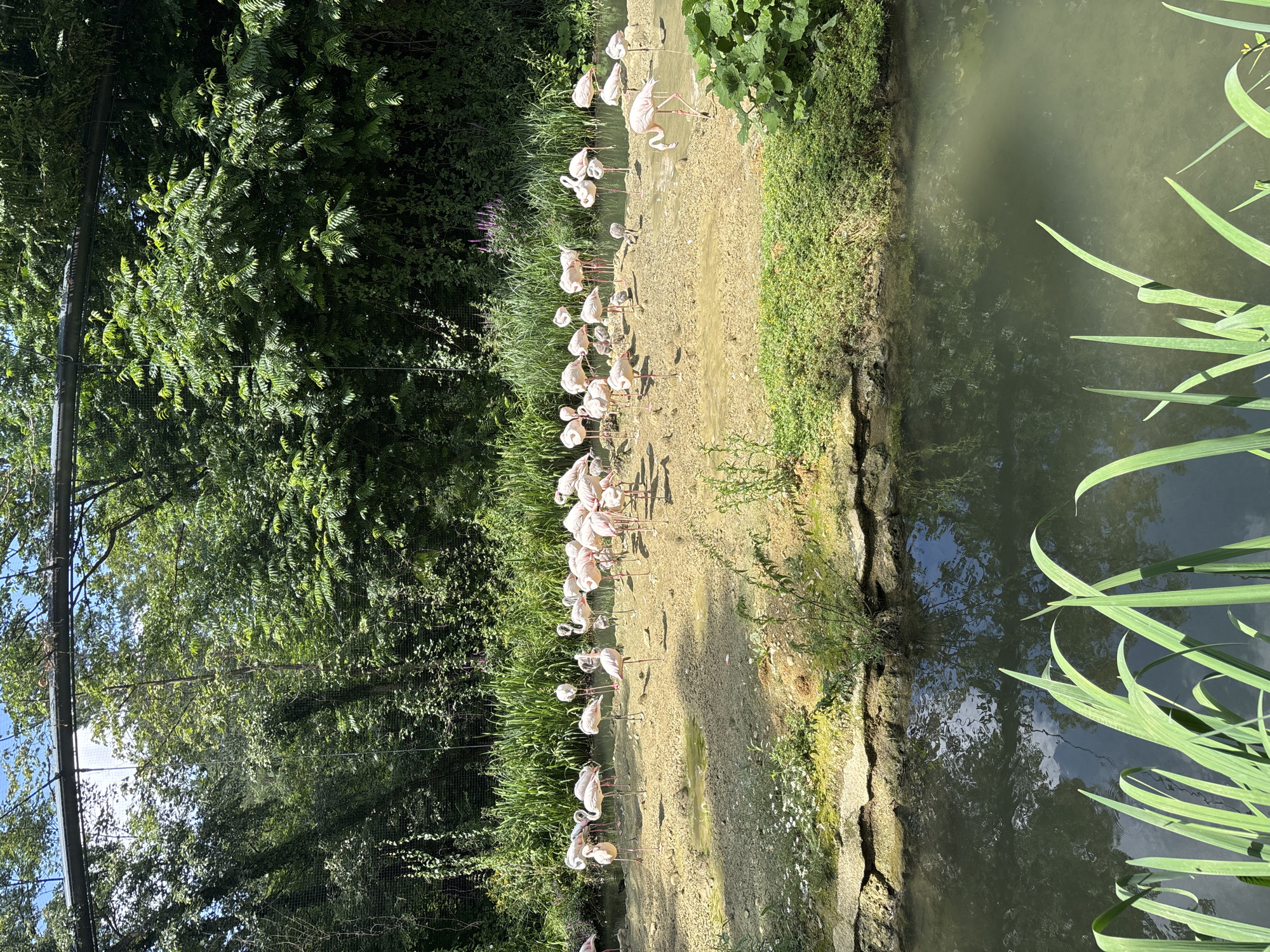 The image depicts a group of flamingos gathered in a shallow, sandy enclosure next to a body of water. The flamingos are predominantly pink with long legs and necks, and they are standing, walking, and some are partially submerged in the water. The environment is lush with green trees and vegetation surrounding the enclosure. There is a structure above the enclosure, possibly a netting or roof, with a metal beam. The water is dark and reflects the surrounding trees and sky. Long, green reeds are visible in the foreground, growing out of the water. The overall scene suggests an aviary or a zoo environment designed to mimic a natural habitat. The location is not specified in the image.