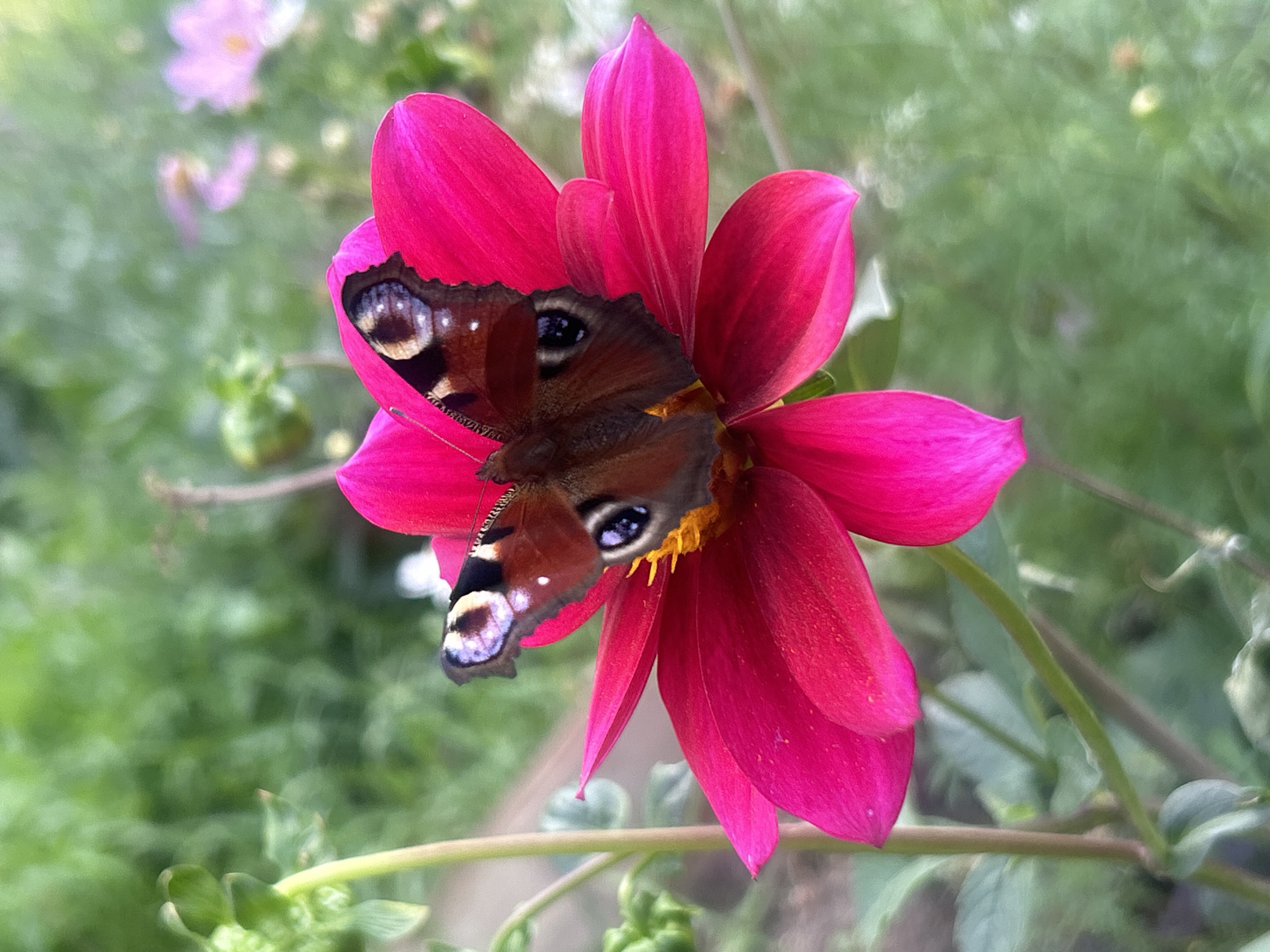 A peacock butterfly rests on a bright pink dahlia flower in a garden. The butterfly's wings are a rich brown with intricate patterns of blue and orange eye spots. The dahlia's petals are a vibrant fuchsia, with a yellow center. The background is a soft blur of green foliage and some out-of-focus pink flowers, suggesting a lush garden setting. The lighting is natural and slightly diffused, indicating it is likely daytime. The image appears to be taken in Chaikovsky, Russia, based on the provided information, though this cannot be visually confirmed from the image alone.