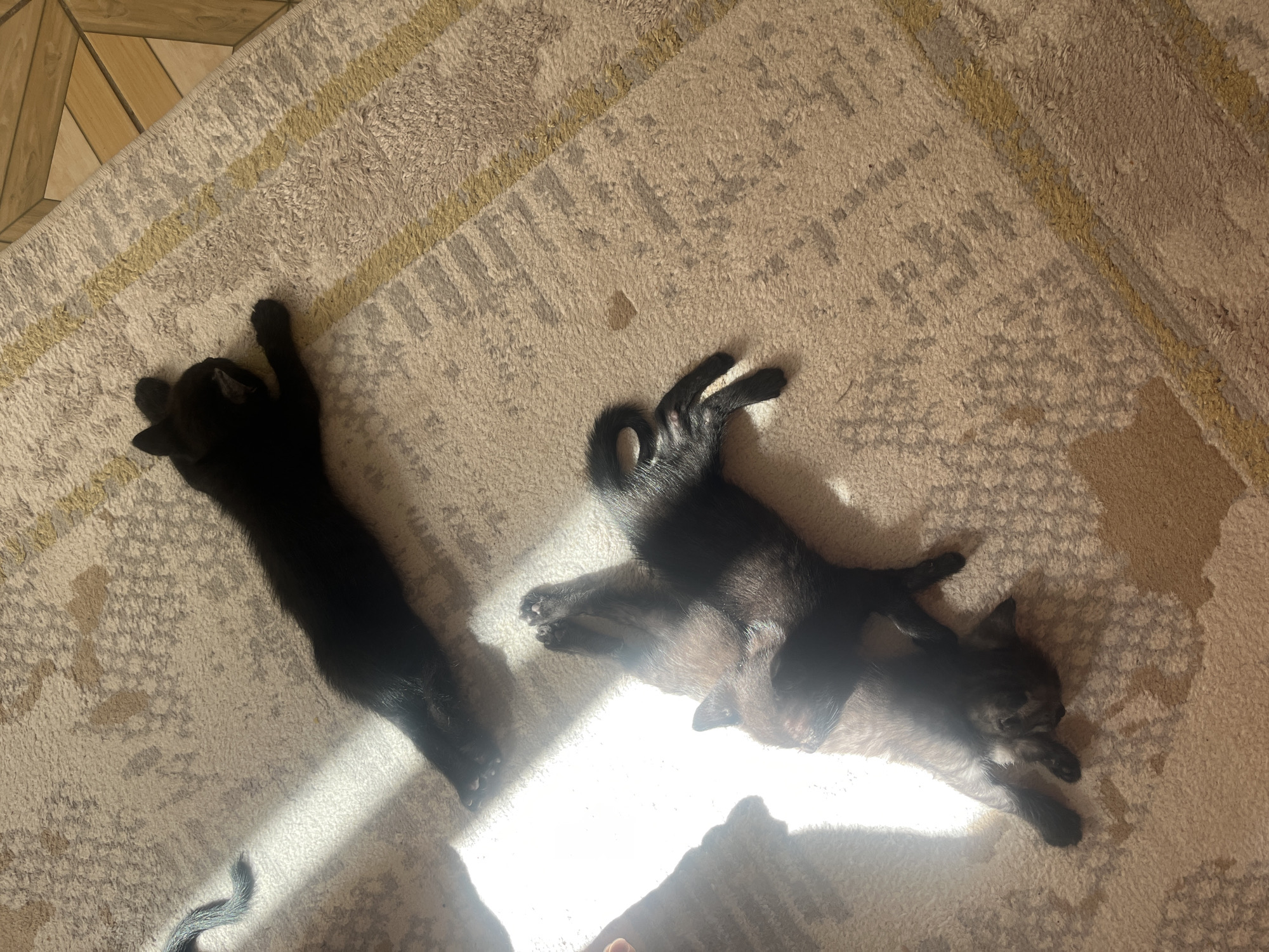 Two black kittens are lying on a beige and cream striped rug. One kitten is lying on its side with its legs outstretched, facing left. The other kitten is lying on its back, with its head turned to the left, its paws reaching up. Sunlight is streaming in from the left, casting shadows across the rug. The rug is on a hardwood floor. There are no people visible in the image. The location is not provided.