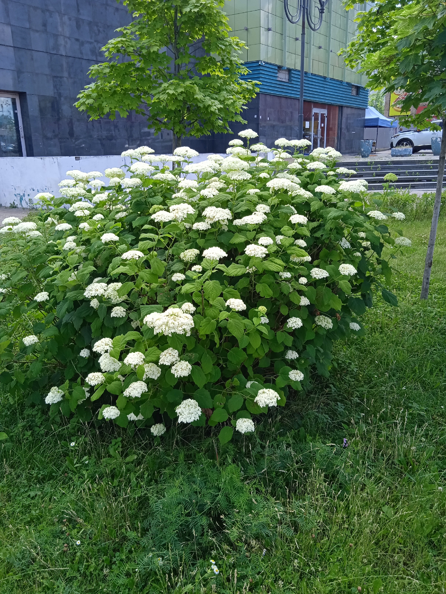 A large, flowering bush with white blossoms is situated in the foreground, partially obscuring a paved sidewalk and the steps of a building. The building has a dark gray facade on the left and a green tiled facade on the right. A tree with green leaves stands behind the bush. The environment is an urban setting.