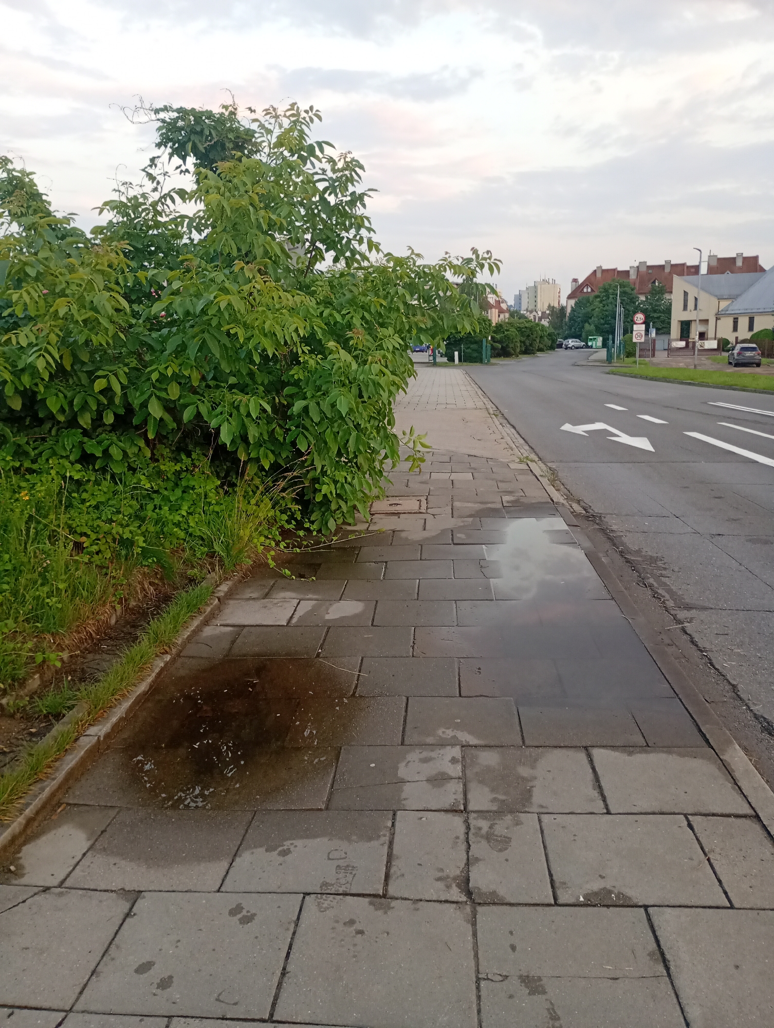 This is a medium-angle shot of a wet sidewalk next to a road in Krakow, Poland. The sidewalk is made of gray concrete pavers and there are puddles on the ground, indicating recent rain. To the left, a large, leafy green bush with some tall grass growing beside it dominates the foreground. The bush appears to be leaning over the sidewalk.
The road is asphalt and has white lane markings, including arrows indicating a turn. Several cars and buildings are visible in the background. The buildings have red-tiled roofs and appear to be residential or small commercial properties. Further down the road, taller apartment buildings can be seen.
There are traffic signs visible. One sign indicates a speed limit of 30, and another appears to be a "no entry" or similar restriction sign with a red circle and a horizontal white bar, possibly above a height restriction sign of "2,5m". The sky is overcast and cloudy, suggesting it is either early morning or late afternoon, with the weather being damp and possibly humid. The overall mood is quiet and perhaps a little somber due to the weather and the wet conditions. No people are visible in the image.