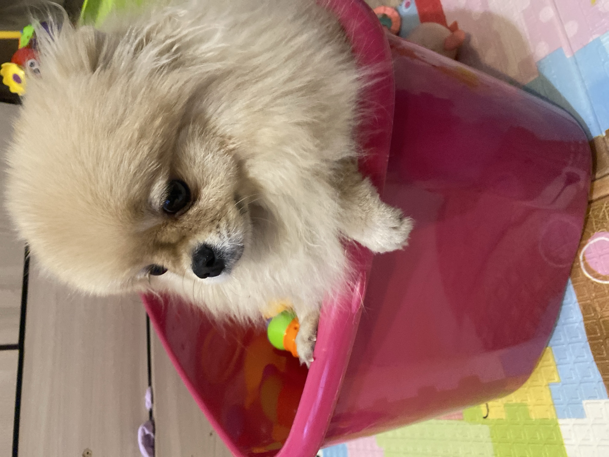 A beige Pomeranian dog is sitting inside a red plastic bucket. The dog is partially obscured by the bucket's rim. The dog has black eyes and nose. A multi-colored toy is visible inside the bucket. The bucket is placed on a puzzle-piece floor mat. A wooden cabinet is visible in the background. The location is Unknown, Unknown.