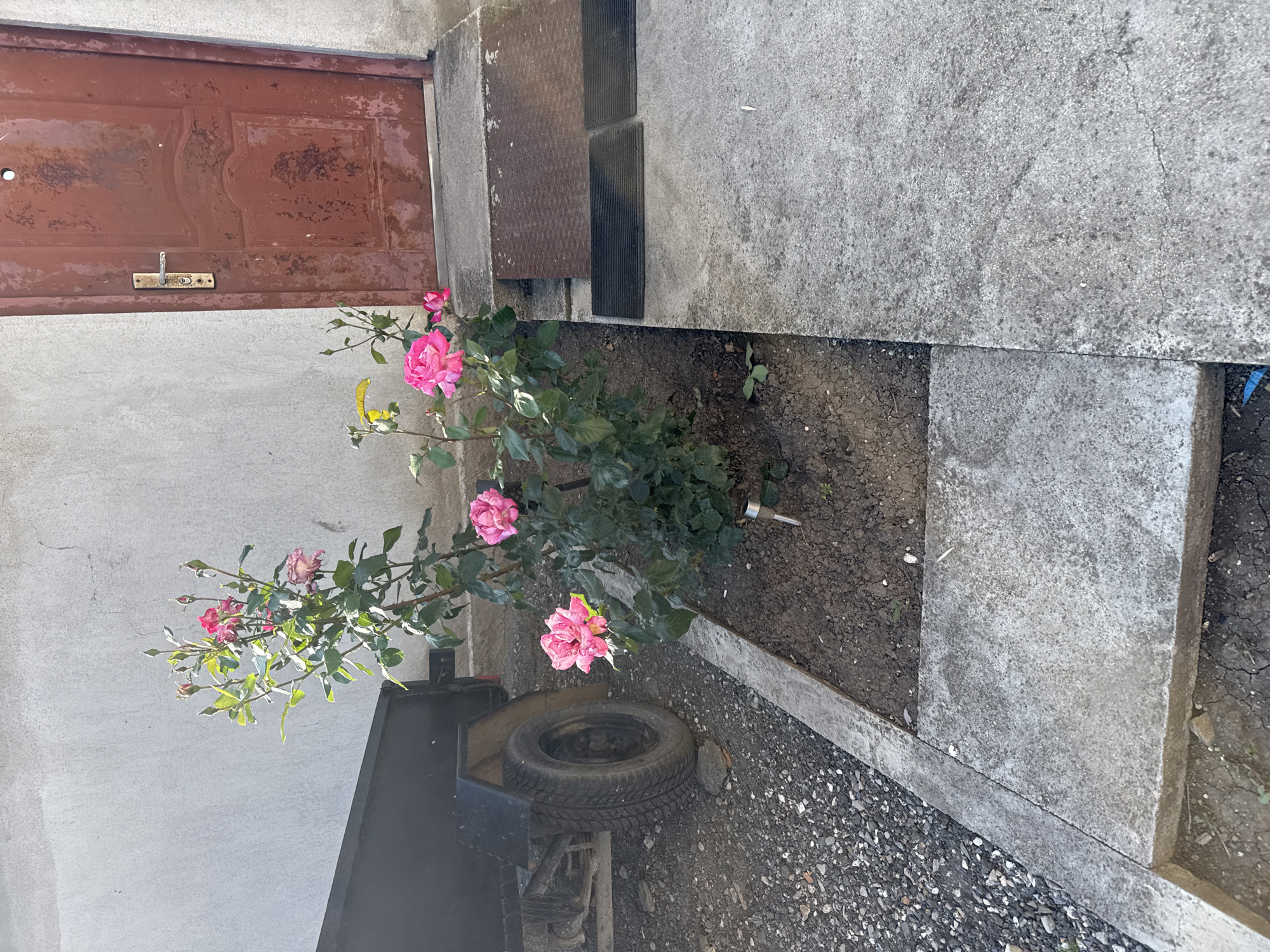 The image captures an outdoor scene in Sarnevo, Bulgaria, depicting a portion of a property under daylight. A vibrant rose bush, displaying multiple pink blooms and buds, is situated in a patch of dark soil. A small, metallic-silver garden stake is embedded in the soil near the base of the bush. The bush is bordered by a narrow concrete edge on the left, separating it from a gravel ground surface where the rear of a black utility trailer, including a single wheel with a worn tire, is visible. To the right of the rose bush, a main concrete pathway leads to an old, heavily rusted, reddish-brown metal door. The door features a tarnished metallic handle assembly and a small circular aperture near the top; it is set into a light grey, textured concrete wall that shows cracks and discoloration. In front of the door, two dark, ribbed rectangular doormats are placed on a concrete step, adjacent to a dark, possibly metal, ramp or threshold. No individuals are present in the scene.