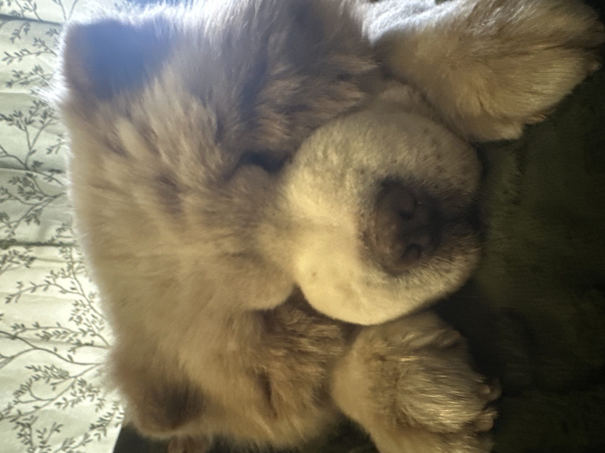 A close-up shot shows a fluffy, light brown Chow Chow dog resting. The dog's nose is prominent, and its paws are visible near its face. The dog is lying on what appears to be a bed, with a patterned light-colored sheet visible in the background. A dark green surface is also present, possibly a blanket or cushion. The image provides no information about Sadievo, Bulgaria.