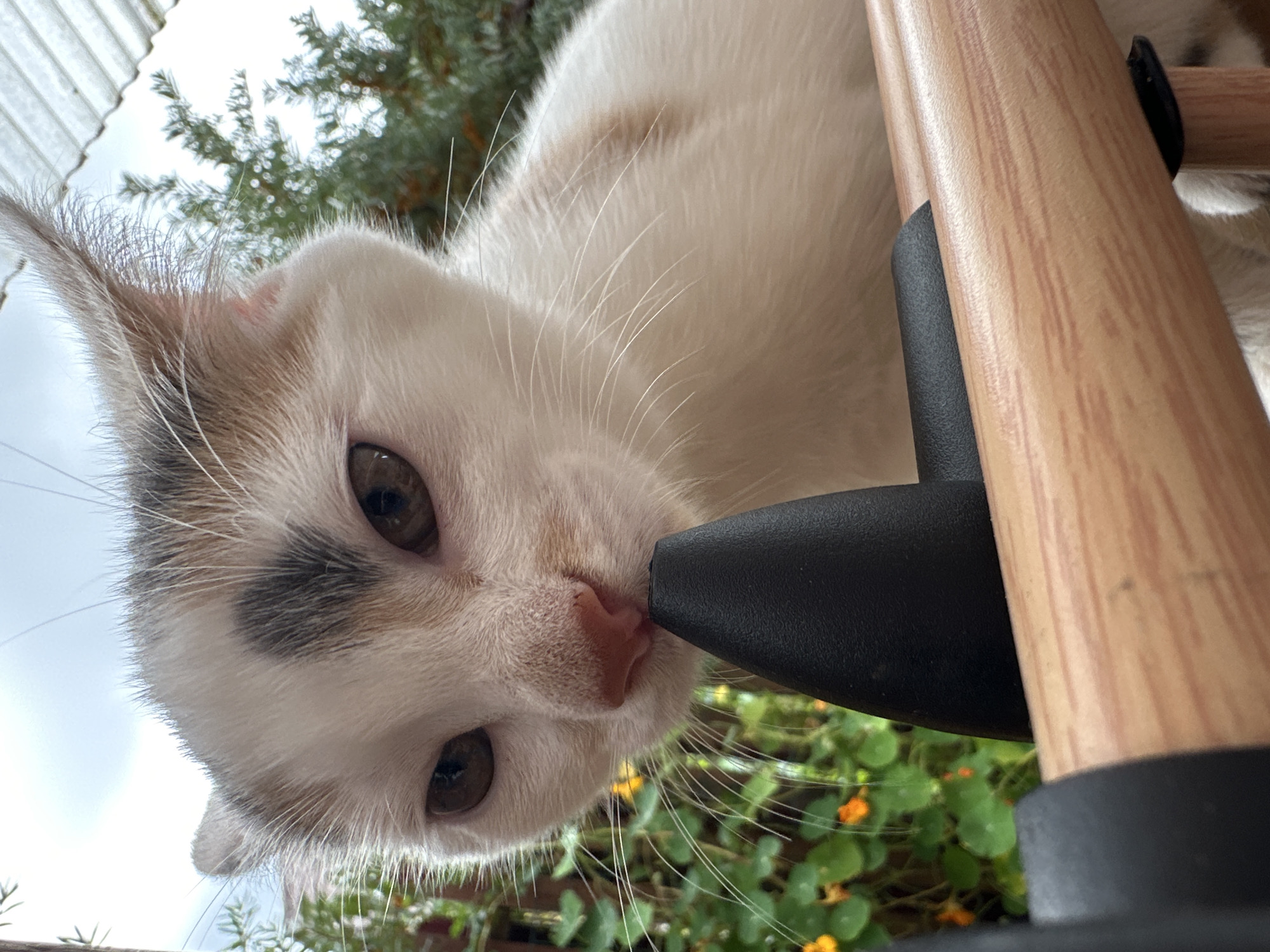 A close-up, eye-level shot captures a calico kitten looking directly at the camera. The kitten's head is angled slightly downward, with its nose positioned just above a black, conical object. Its large, brown eyes are prominent, and its ears are slightly perked. The kitten's fur is predominantly white with patches of tan and gray on its head. In the background, out-of-focus green foliage with small orange flowers is visible, along with a cloudy sky and a corrugated roofline. The foreground features a wooden railing and black plastic components, suggesting the kitten may be on a balcony or outdoor furniture. The image is taken outdoors, possibly in a residential area, but there is no specific indicator of its location within Vilnius, Lithuania.