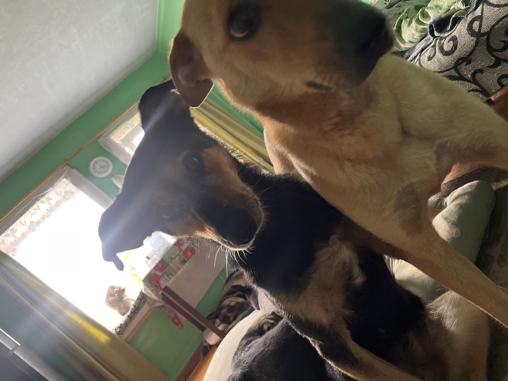 The image shows a domestic indoor scene with four dogs. In the foreground, two dogs are prominent. One dog, a dark-colored mixed breed with tan markings, is looking directly at the camera, with its head tilted slightly. Another tan-colored dog is partially visible in the right foreground, also looking towards the camera. In the background, two other dogs are lying down. One appears to be a German Shepherd, and the other's breed is unclear due to its position and the lighting. The dogs are on what appears to be a bed or sofa, covered in blankets and pillows.
Behind the dogs, a window is visible with a sheer white curtain. Sunlight is streaming through the window, creating lens flare. To the left of the window are green curtains. On the windowsill, a small, light-colored animal, possibly a cat or a smaller dog, is sitting and looking out the window. A table with a patterned cloth is visible beneath the windowsill. The walls of the room are painted green, and the ceiling is white. A round clock is visible on the green wall. The overall impression is a casual, indoor setting with pets. The location is identified as Nizhny Tagil, Russia.