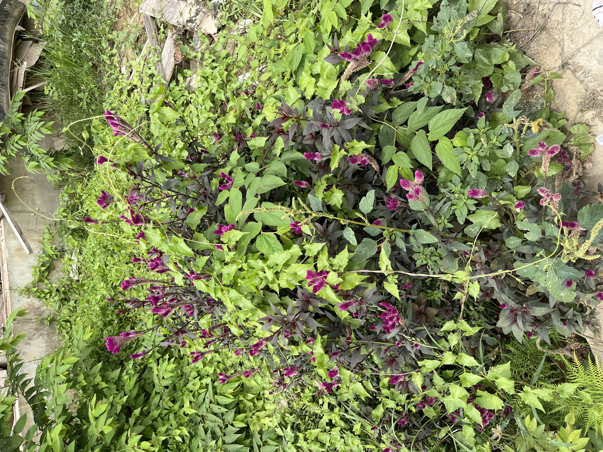 In Benuaraja, Indonesia, an outdoor scene features a dense collection of lush green foliage and vibrant purple flowers. The plants, which appear to be a type of celosia, are blooming with numerous feathery, elongated flower heads in a rich magenta hue. The celosia plants exhibit contrasting foliage, with some leaves being a deep burgundy and others a lighter green. Interspersed among the celosia are other leafy green plants, some with heart-shaped leaves and others with more delicate, fern-like fronds. The ground beneath is a mixture of dry earth and what appears to be concrete or paving stones, with some scattered debris such as pieces of wood and rubble. In the background, a portion of a light-colored concrete structure is visible, possibly a wall or building. The overall impression is of a somewhat overgrown and naturalized garden area. No people are present in the image.
