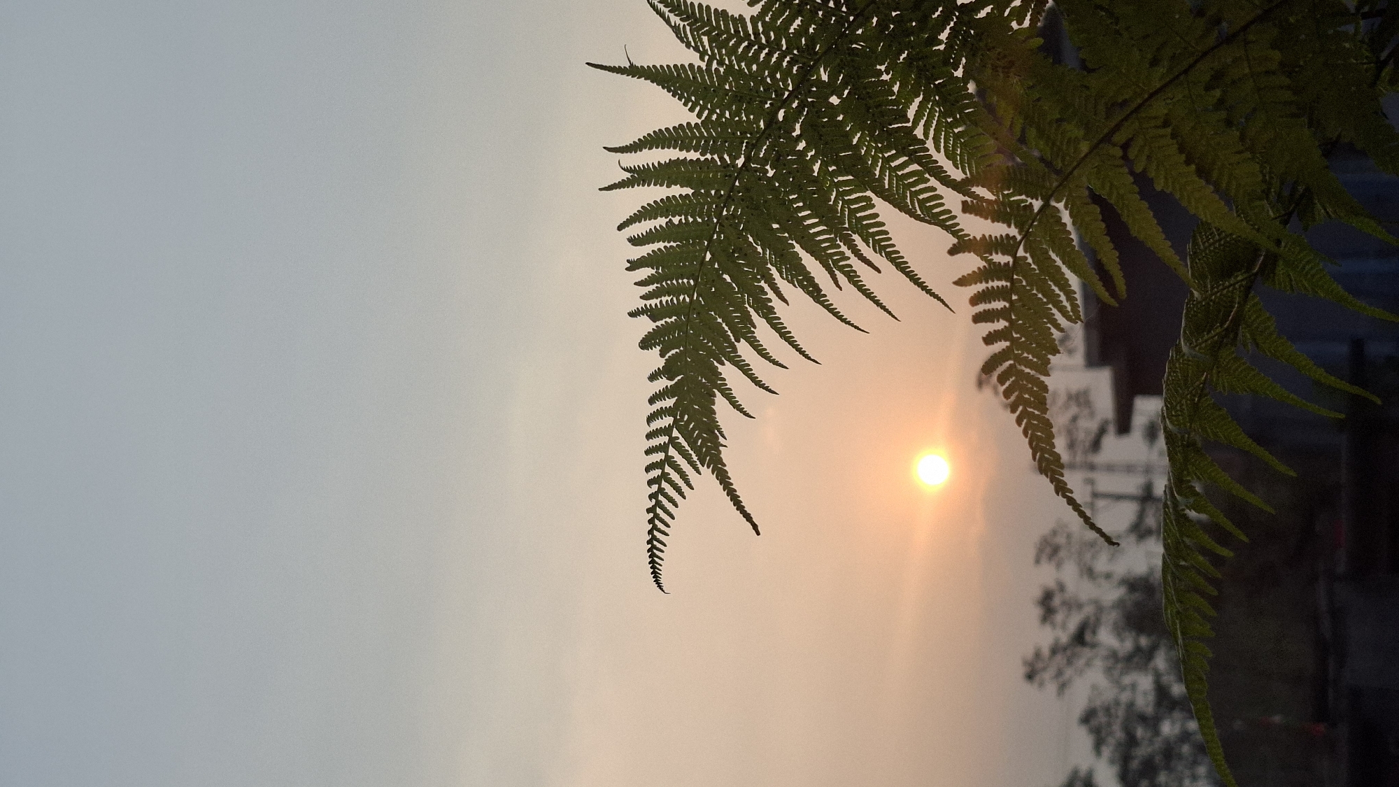 The image depicts a serene sunset scene in Cibinong Hilir, Indonesia. In the foreground, a vibrant green fern frond is prominently displayed, its intricate leaflets silhouetted against the warm glow of the setting sun. The sun itself is a small, bright orb, casting a soft, diffused light across the sky, which transitions from a pale orange near the horizon to a muted blue overhead. In the middle ground, blurred trees and the rooftops of buildings are visible, suggesting an urban or semi-urban environment. The overall atmosphere is tranquil, with the natural beauty of the fern and the sunset dominating the frame. There are no people or animals present in the image.