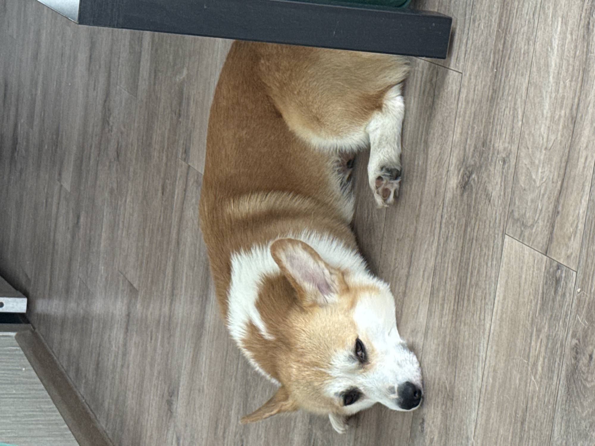 A light brown and white Corgi dog is lying on its side on a light brown wood-look laminate floor. The dog's head is resting on the floor, and its eyes are partially closed. The dog's body is partially obscured by a dark gray table leg on the right side of the image. The background shows a wall with vertical textured wallpaper in a light gray color and a baseboard along the bottom of the wall. There is a white object, possibly a door frame, visible on the far left of the image. This scene is likely indoors, within a residential or commercial space in the city of Perm, Russia.