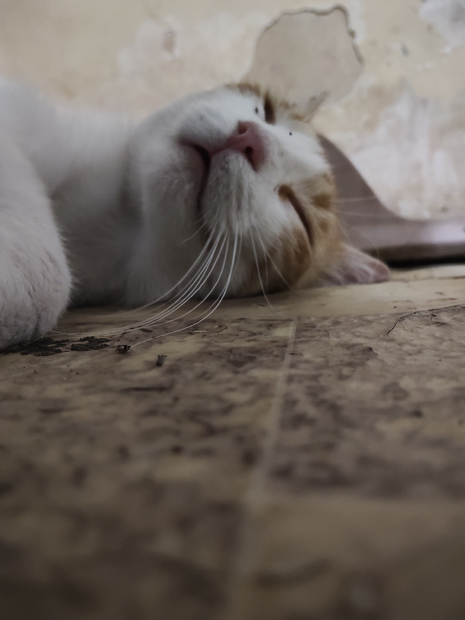 A white and orange cat is sleeping on a dirty, cracked floor. The cat is lying on its side with its eyes closed and its mouth slightly open, revealing a pink tongue. Its whiskers are fanned out, and a few small black specks, possibly dirt or insects, are visible on its face and on the floor. The floor appears to be linoleum or tile, with a worn and stained surface. In the background, a light-colored wall with peeling paint and water stains is visible. The lighting suggests it might be daytime, but the overall scene appears to be in a poorly lit or neglected indoor space. The cat appears relaxed and comfortable, in a state of deep sleep. No text is visible in the image. The location context provided is Ucrainca, Moldova.