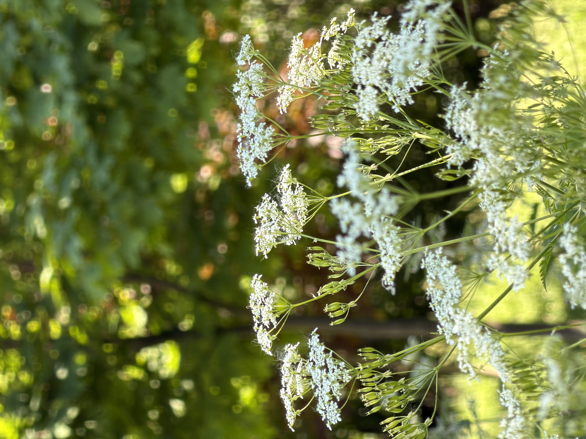 The image shows a close-up view of a cluster of white Queen Anne's Lace flowers in soft focus against a blurred background of green foliage and dappled sunlight. Several seed pods are visible on the stalks of the flowers. The scene suggests a natural outdoor setting, possibly a park or garden. There are no people or identifiable buildings visible, and therefore no specific location in Saint Petersburg, Russia can be determined.