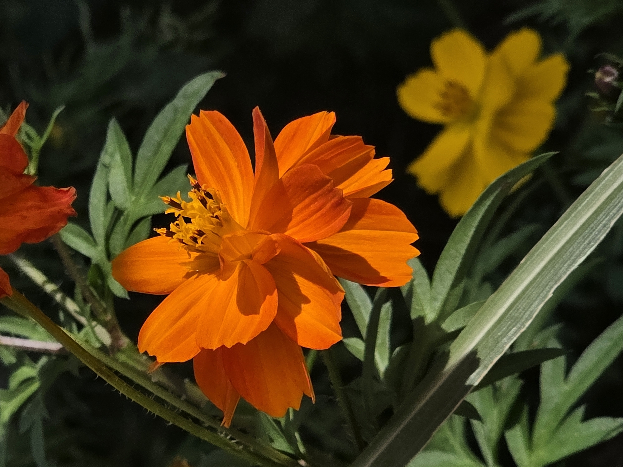 The image is a close-up, eye-level shot of orange cosmos flowers in bloom, set against a dark green, out-of-focus background. A second, blurry yellow flower is visible in the lower right quadrant. The flowers are illuminated by a bright light source, casting distinct shadows on their petals. The stems of the orange flowers are thin and green, with visible fine hairs. Long, thin green leaves with a lighter stripe down the center are also present, partially obscuring the flowers. The overall impression is one of natural beauty and focus on the delicate details of the flora. There is no indication of any urban environment, people, or specific actions. The location is not discernible from the image.