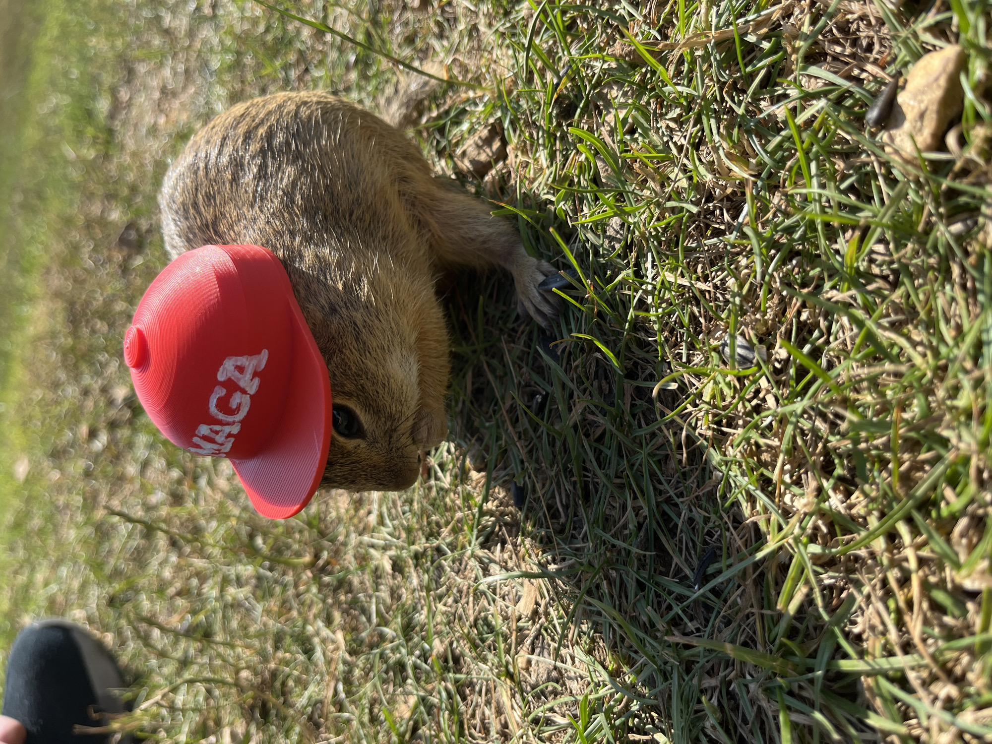 A close-up, eye-level outdoor shot shows a prairie dog wearing a red hat with "MAGA" written in white letters. The prairie dog is facing left, with its head tilted down. It is standing on a grassy area with patches of dry grass and dirt. In the upper left corner, the black shoe of a person is visible, indicating their presence at the scene. The lighting suggests it is daytime, with the sun casting shadows on the ground. The background is blurred, focusing attention on the prairie dog. The environment appears to be a park or open grassy field, possibly in Muráň, Slovakia, given the context provided.