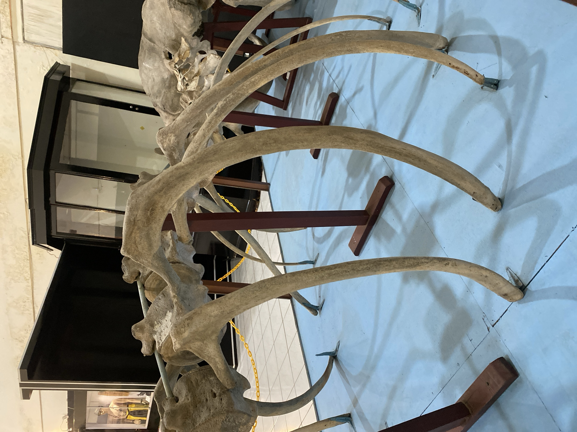 This image depicts a museum exhibit featuring the skeleton of a large animal, possibly a whale, displayed on a light blue tiled floor. The bones are prominently featured, supported by dark red stands. In the background, display cases containing what appear to be mannequins dressed in traditional attire and other artifacts are visible. The overall setting suggests an indoor exhibition space. The specific location in Banjarbaru, Indonesia is not discernible from the image itself.