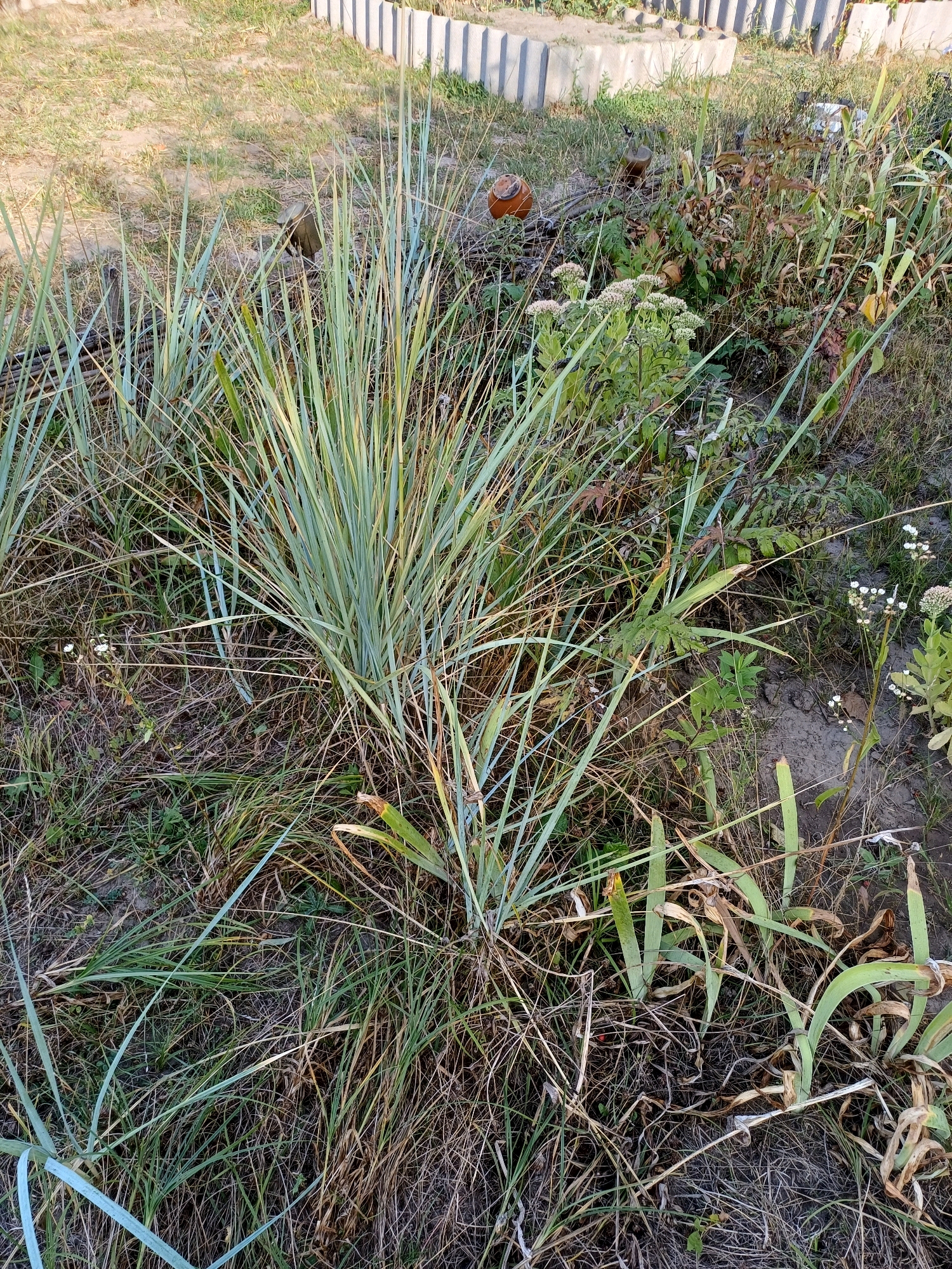 The image depicts an outdoor scene with dense, tall grasses and other vegetation in a somewhat unkempt area. In the background, a section of a concrete fence with a corrugated texture is visible, bordering a patch of dry, sandy soil. A small, rounded, orange object, possibly a decorative item or a piece of pottery, is situated among the grass. There are no people or animals present in the image. The overall environment appears to be a natural or semi-natural outdoor space, potentially a yard or a neglected area on the outskirts of a settlement. The specific location in the city of Sulymivka, Ukraine, is not visually evident from the image alone, but the context suggests it is an outdoor setting within that region.